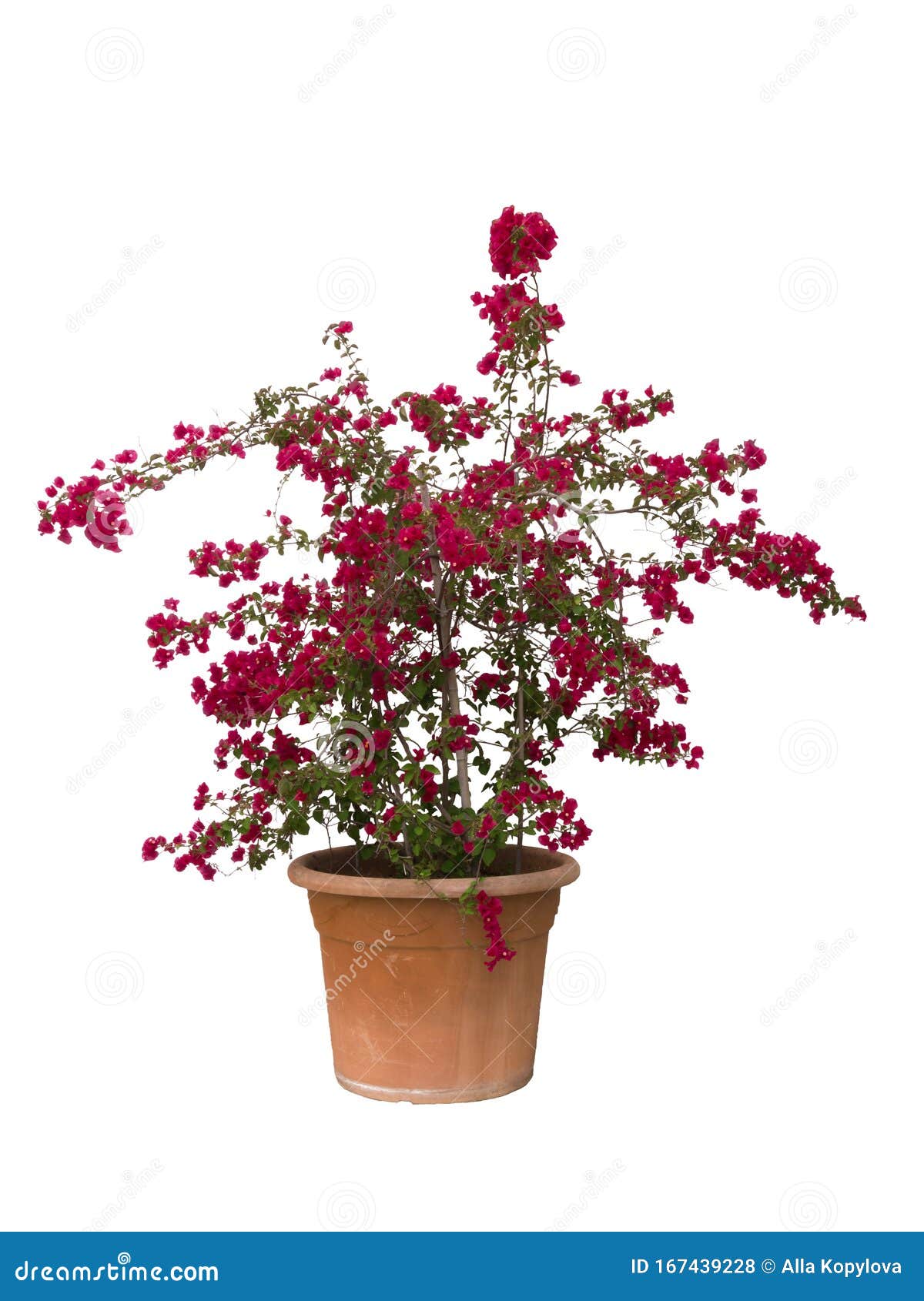 Planta De Bougainvillea Florescente Vermelha Num Vaso De Flores Foto de  Stock - Imagem de vaso, flor: 167439228