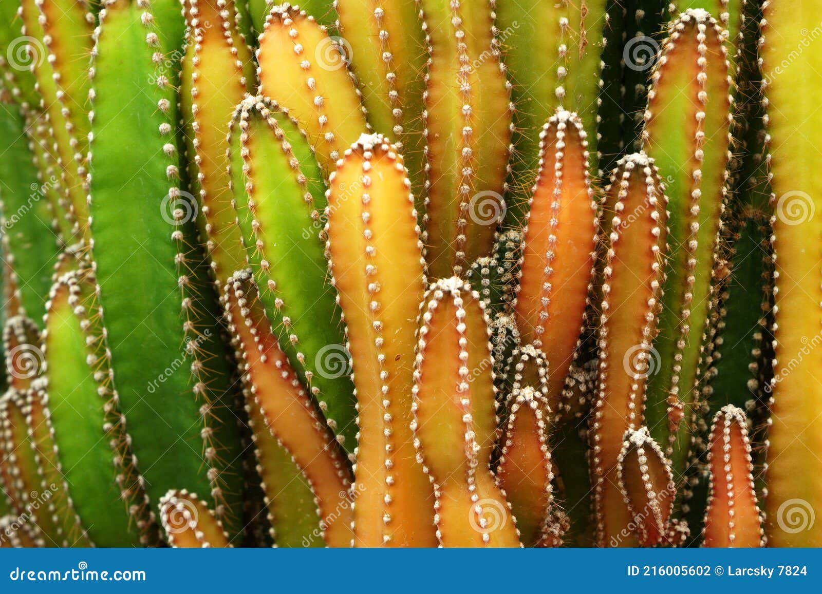 Planta De Cacto Verde Ou Chamada Cereus Sp. Cacto De Castelo De Fada .  Fundo De Plantas Tropicais Verdes Da Natureza E Belos Detal Foto de Stock -  Imagem de verde, detalhe: 216005602