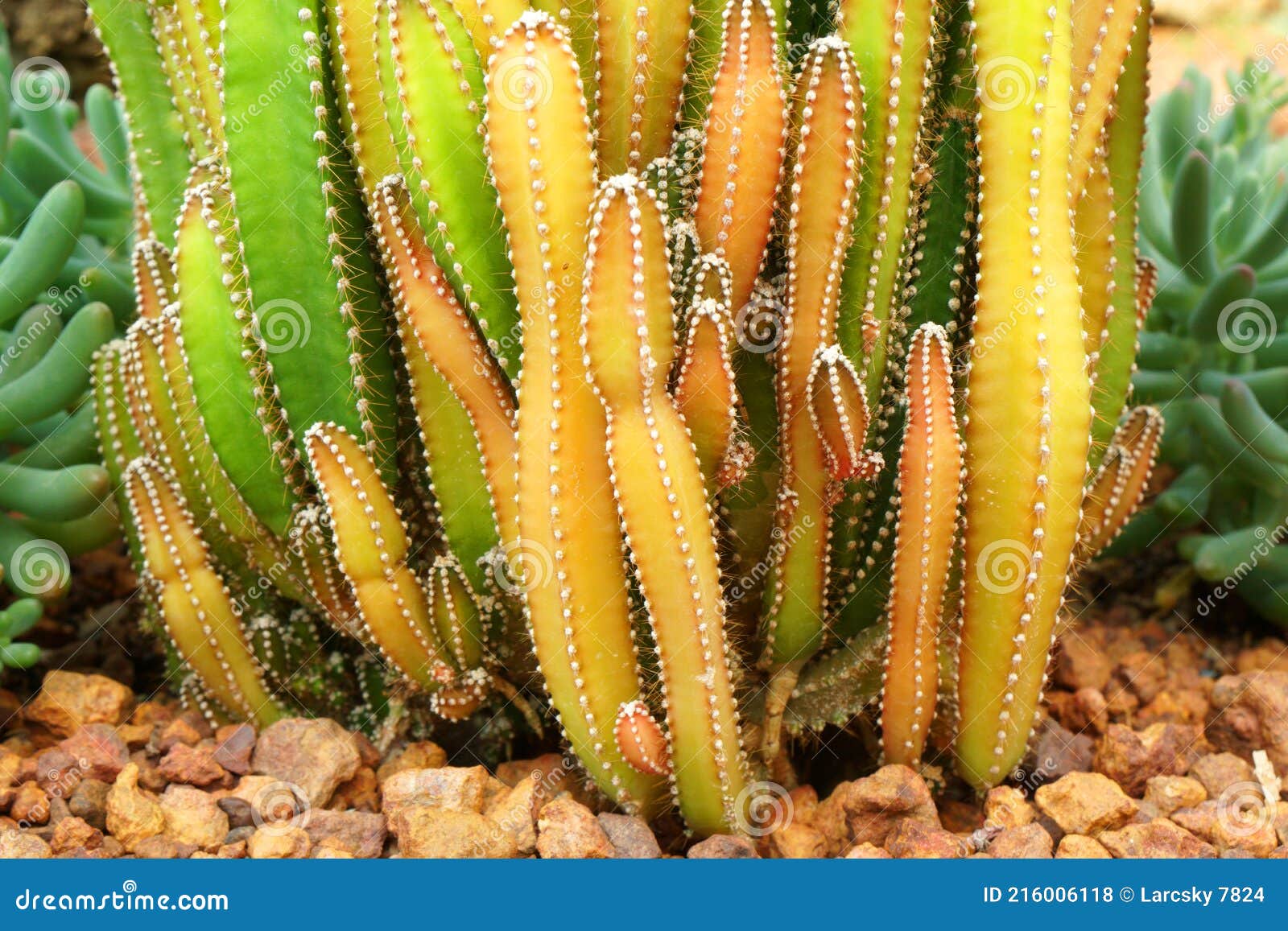 Planta De Cacto Verde Ou Chamada Cereus Sp. Cacto De Castelo De Fada .  Fundo De Plantas Tropicais Verdes Da Natureza E Belos Detal Foto de Stock -  Imagem de nota, marrom: 216006118