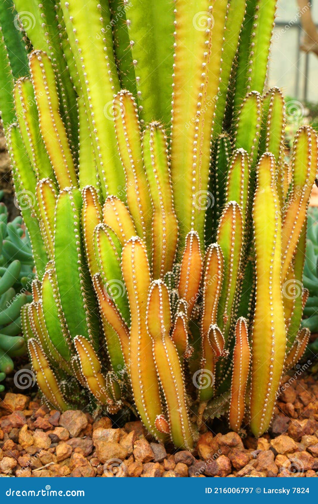 Planta De Cacto Verde Ou Chamada Cereus Sp. Cacto De Castelo De Fada .  Fundo De Plantas Tropicais Verdes Da Natureza E Belos Detal Imagem de Stock  - Imagem de fresco, potenciômetro: 216006797