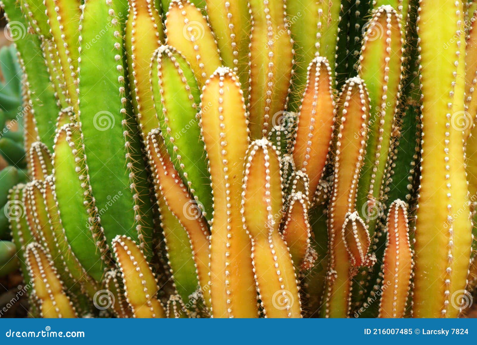 Planta De Cacto Verde Ou Chamada Cereus Sp. Cacto De Castelo De Fada .  Fundo De Plantas Tropicais Verdes Da Natureza E Belos Detal Imagem de Stock  - Imagem de detalhe, naughty: 216007485