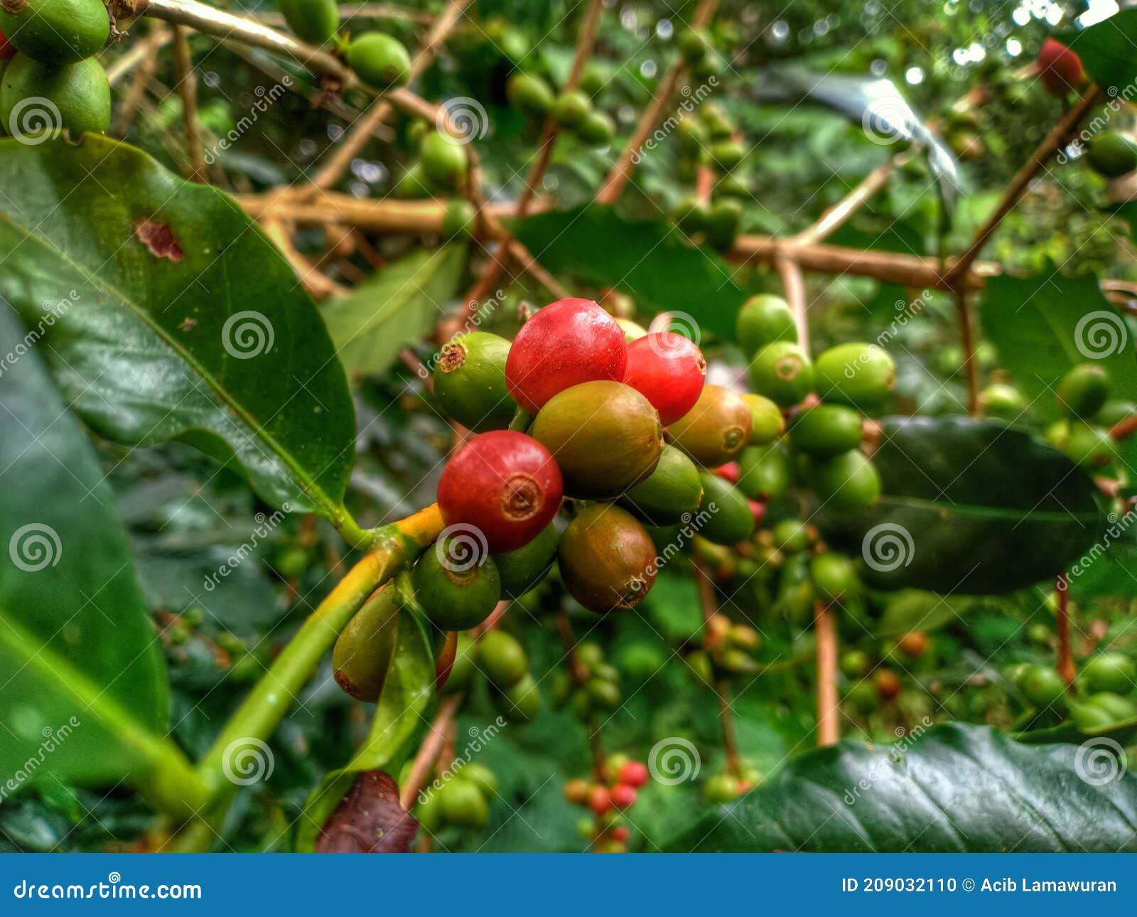 Planta De Café En La Isla De Flores, Indonesia. Foto de archivo - Imagen de  verde, hoja: 209032110