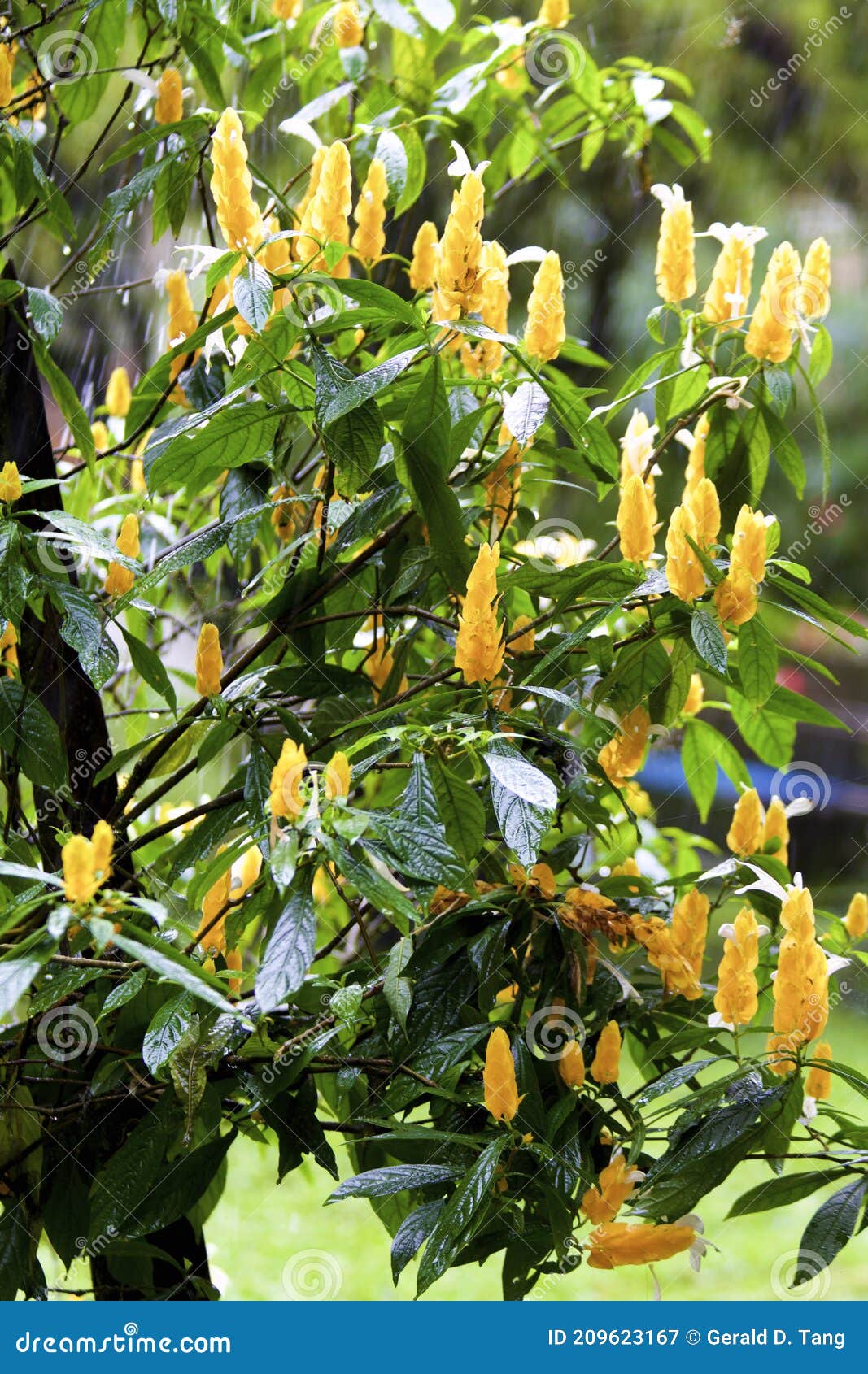 Planta De Camarão-amarelo 833658 Imagem de Stock - Imagem de equador,  crescimento: 209623167
