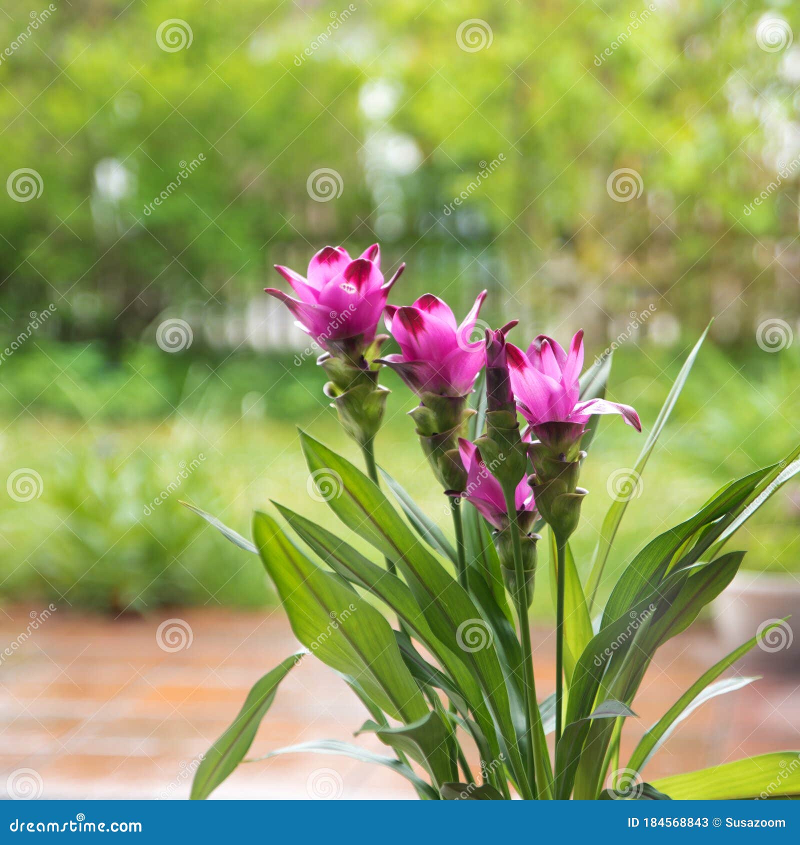 Planta De Curcuma Con Flores Rosas Imagen de archivo - Imagen de brillante,  patio: 184568843