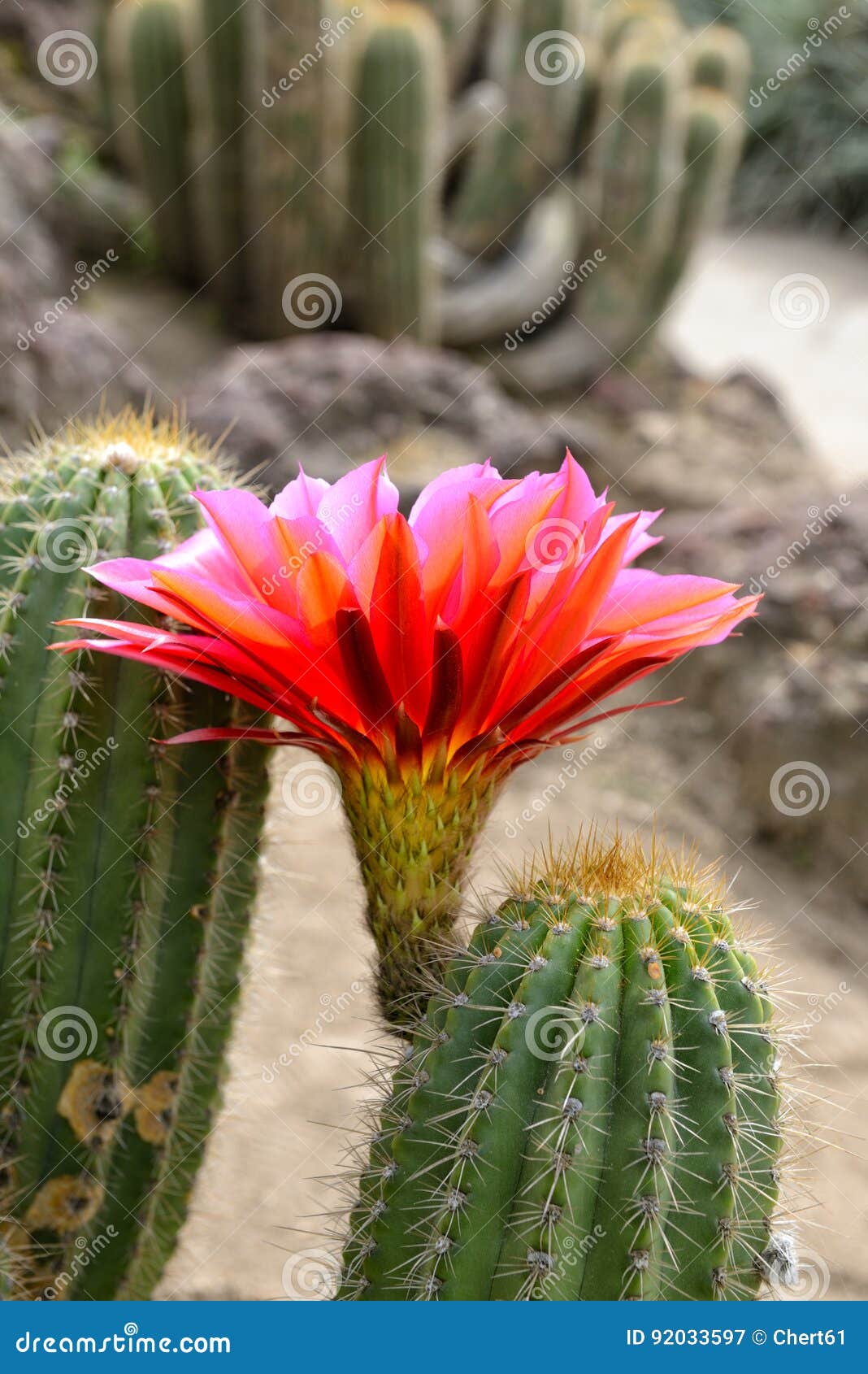 Planta De Deserto Do Cacto Com a Flor Vermelha De Florescência Imagem de  Stock - Imagem de suculento, botânica: 92033597