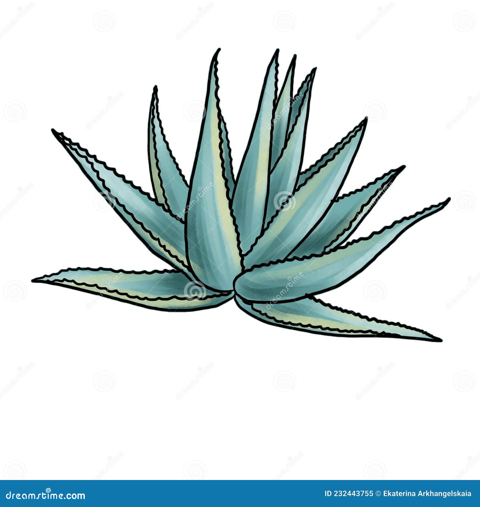 Planta De Dibujo De Agave Aislada En Fondo Blanco Stock de ilustración -  Ilustración de cacto, color: 232443755