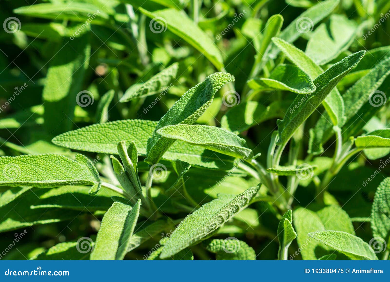 Planta de erva de sage imagem de stock. Imagem de receitas 193380475