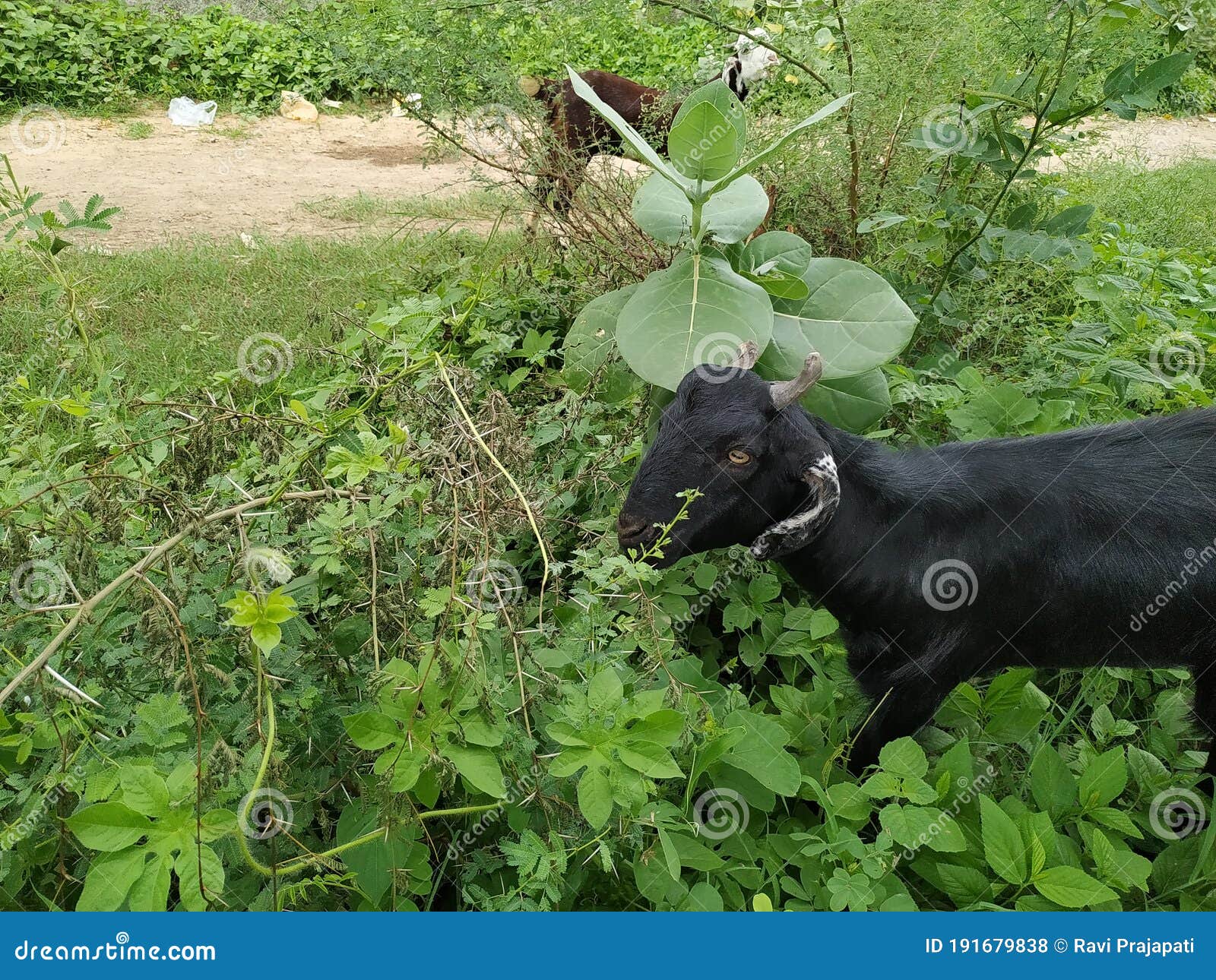 Nosotros mismos Contento Interesar Planta De Espinas Para Comer Cabras Indias Negras Foto de archivo - Imagen  de hierba, negro: 191679838