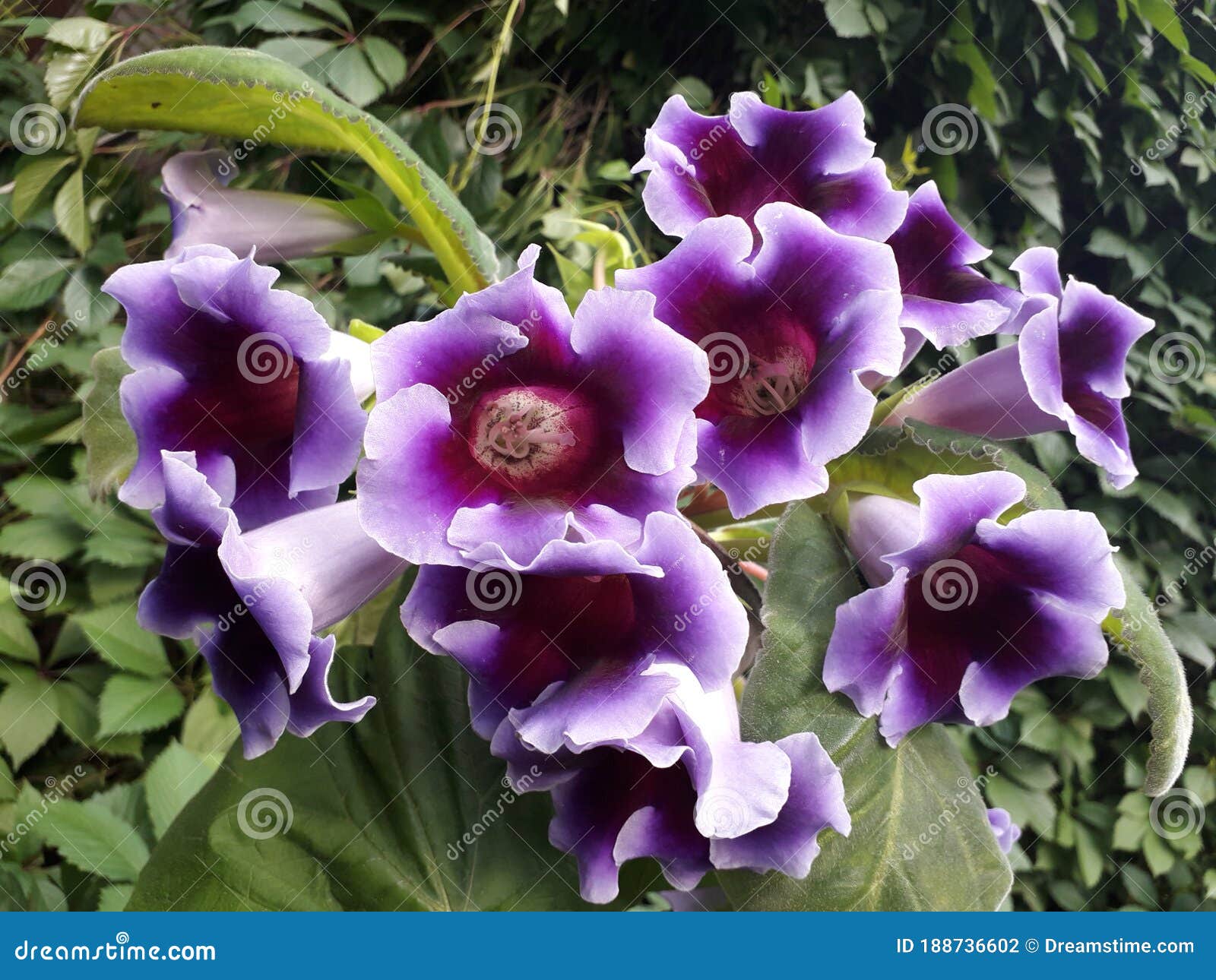 Planta De Floración Sinningia Especiosa Gloxinia Con Flores Púrpura. Foto  de archivo - Imagen de hoja, pétalo: 188736602