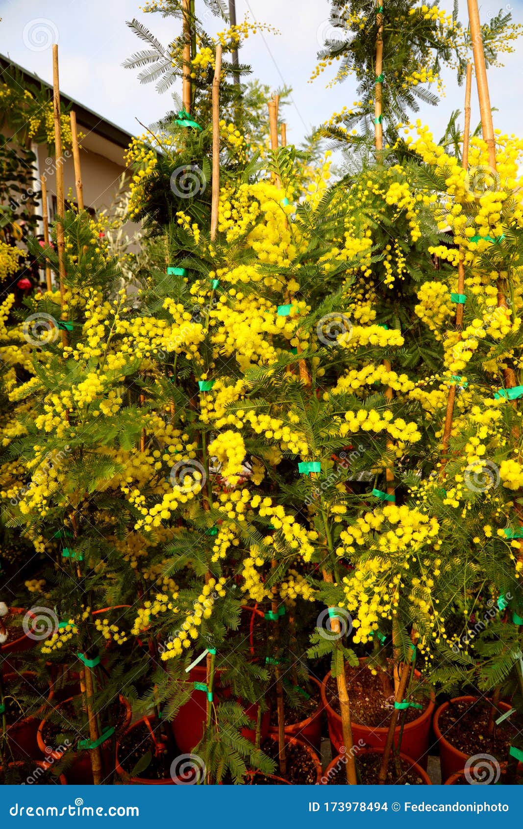 Planta De Flores Amarelas Mimosa à Venda Foto de Stock - Imagem de mercado,  nave: 173978494