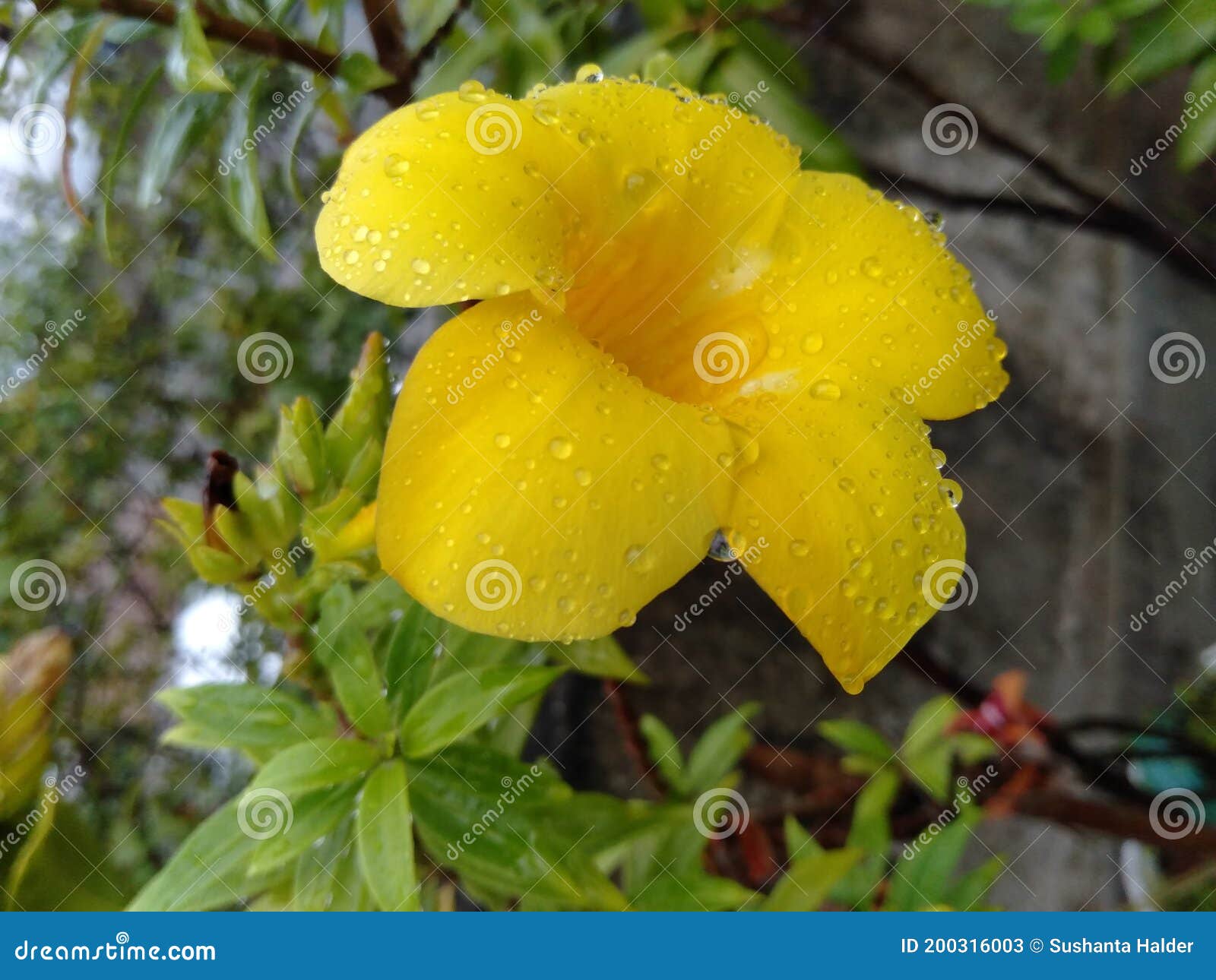Planta De Flores Amarillas En El Jardín En Casa Imagen de archivo - Imagen de casero, agua: 200316003 Planta De Flores Amarillas En El Jardín En Casa Imagen de archivo - Imagen de casero, agua: 200316003