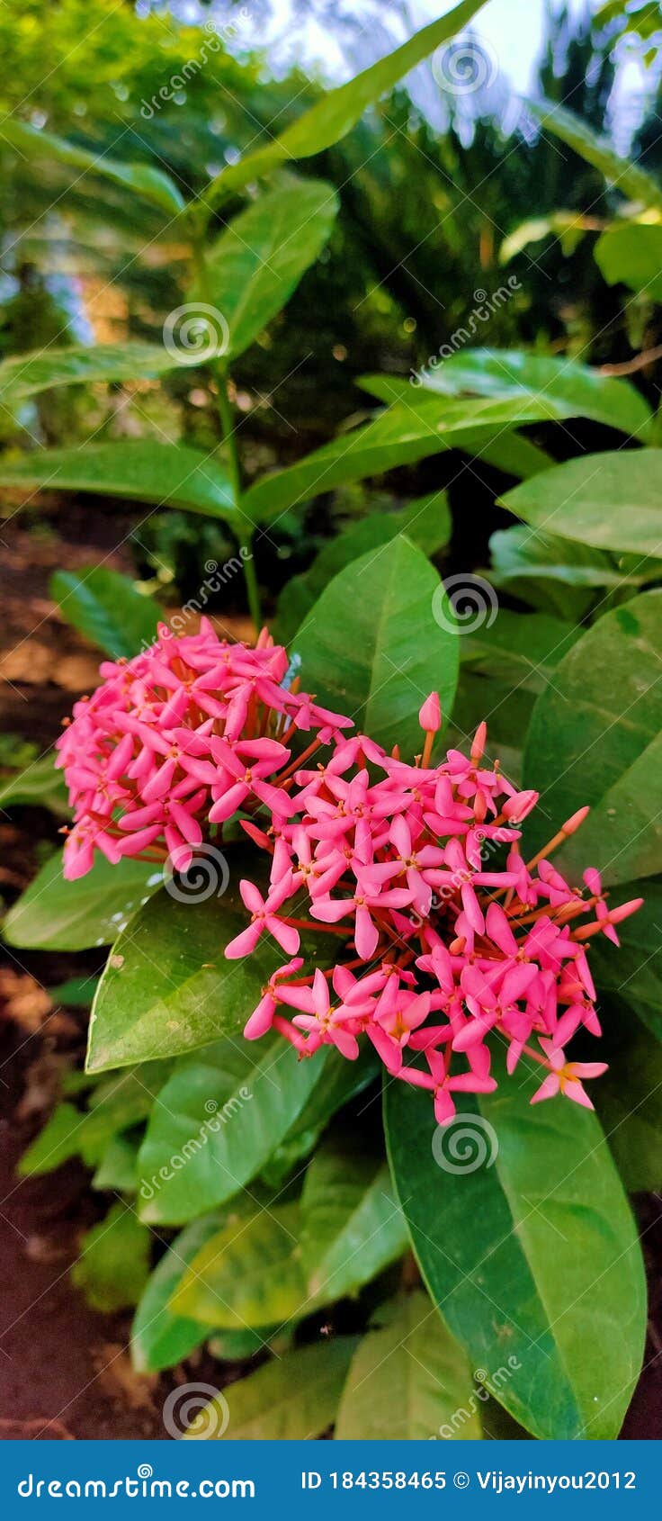 Planta De Flores De Ixora Rosa En El Jardín Imagen de archivo - Imagen de  imagen, rodeado: 184358465