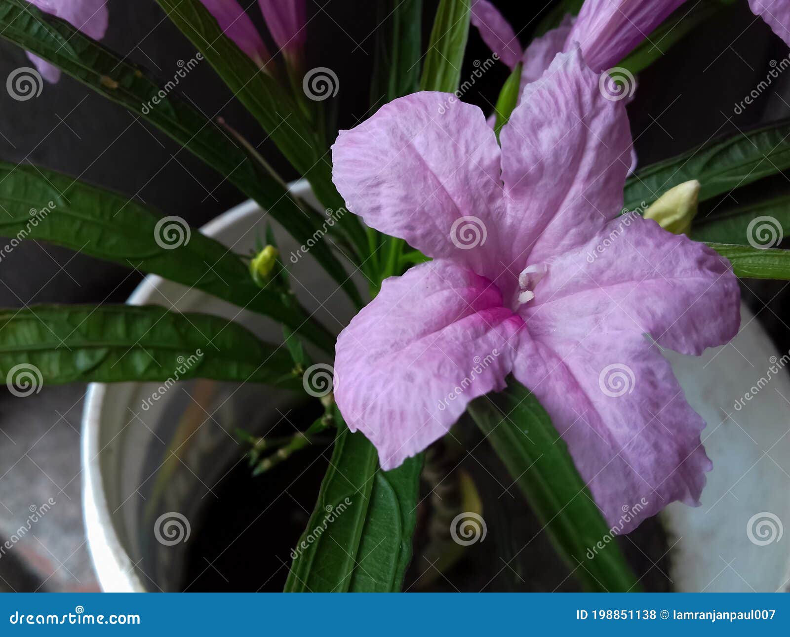 Planta De Flores De Petunia Mexicana Ruellia Simple O Azul O Gitano Mexicano O Gitanos Flor De Petunia Salvaje De Color Rosa Suave Foto de archivo - Imagen de flor, simple: 198851138 Planta De Flores De Petunia Mexicana Ruellia Simple O Azul O Gitano Mexicano O Gitanos Flor De Petunia Salvaje De Color Rosa Suave Foto de archivo - Imagen de flor, simple: 198851138