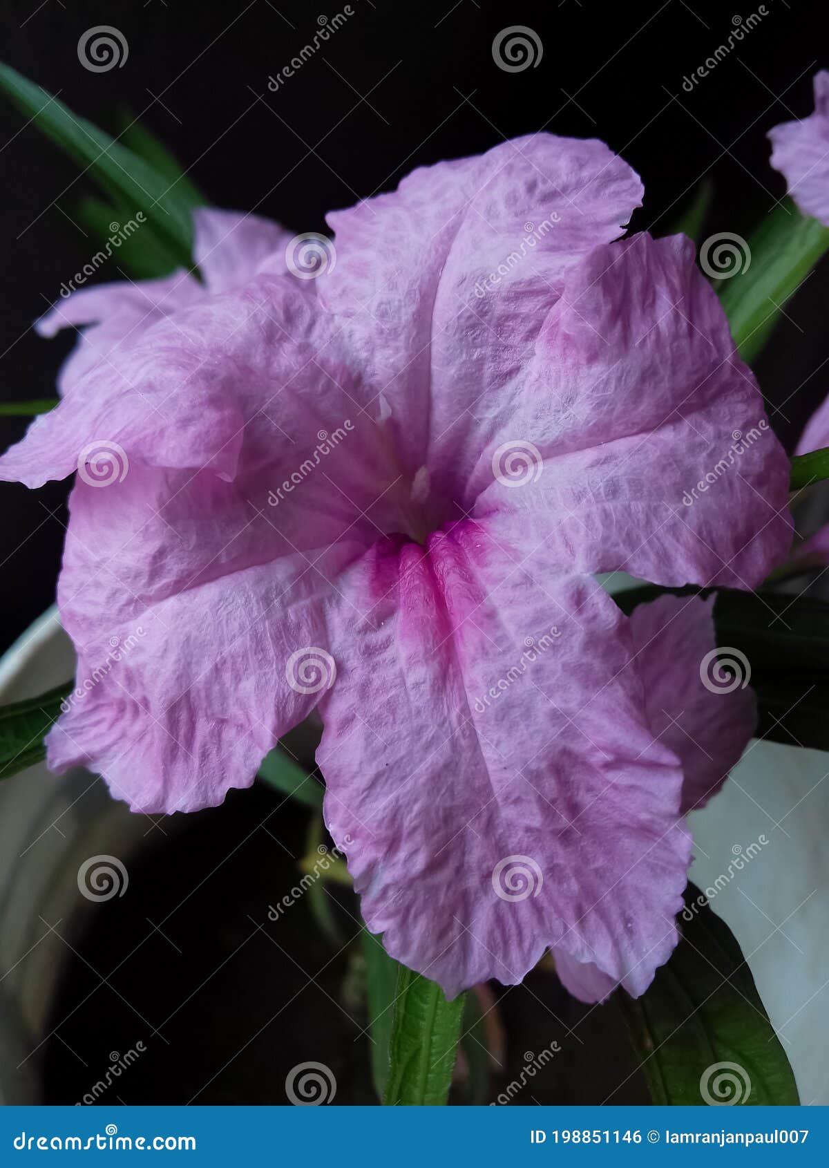 Planta De Flores De Petunia Mexicana Ruellia Simple O Azul O Gitano Mexicano O Gitanos Flor De Petunia Salvaje De Color Rosa Suave Foto de archivo - Imagen de salvaje, rosa: 198851146 Planta De Flores De Petunia Mexicana Ruellia Simple O Azul O Gitano Mexicano O Gitanos Flor De Petunia Salvaje De Color Rosa Suave Foto de archivo - Imagen de salvaje, rosa: 198851146