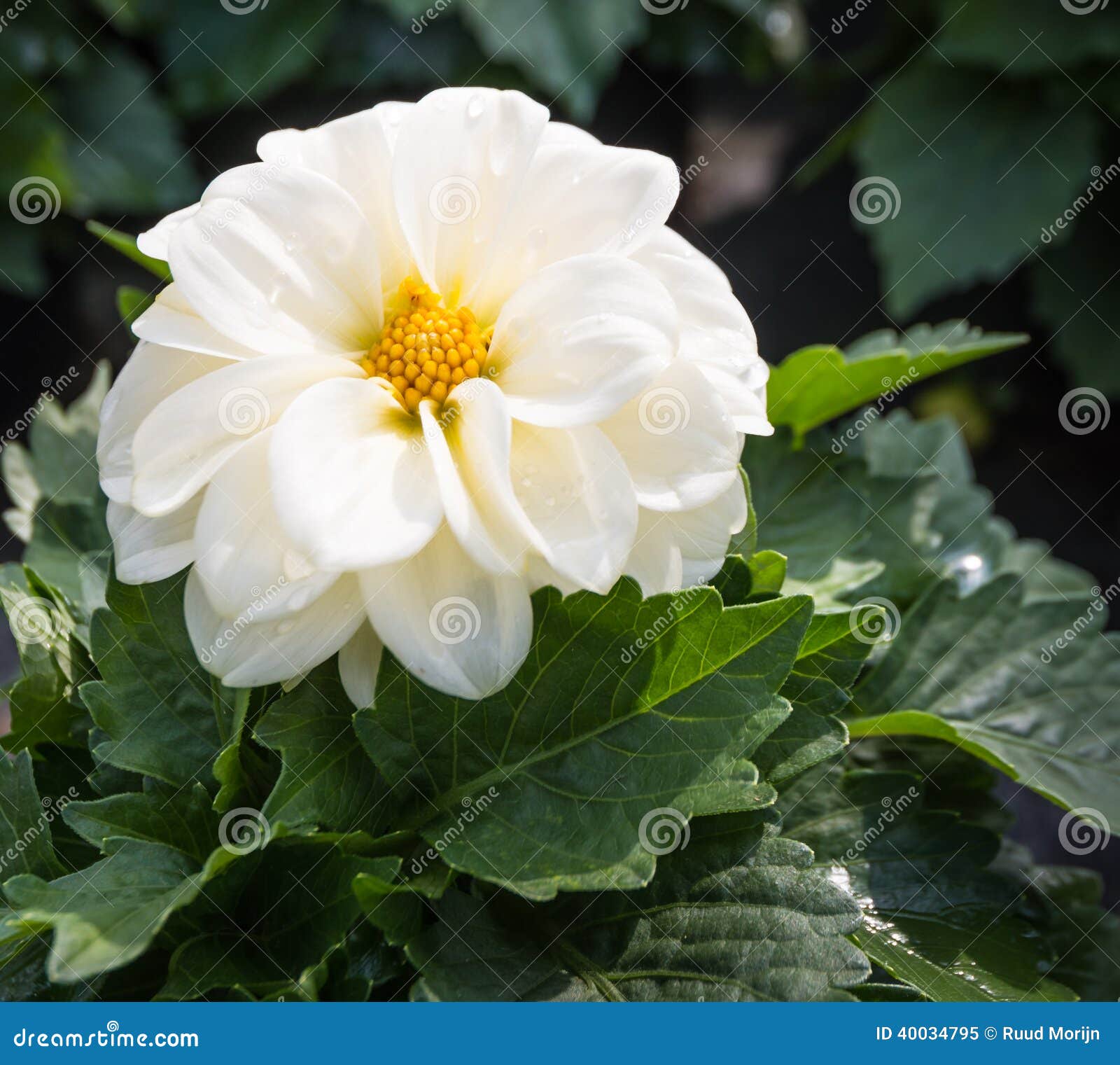 Planta De Florescência Branca Da Dália Após a Chuva Imagem de Stock -  Imagem de verde, flores: 40034795