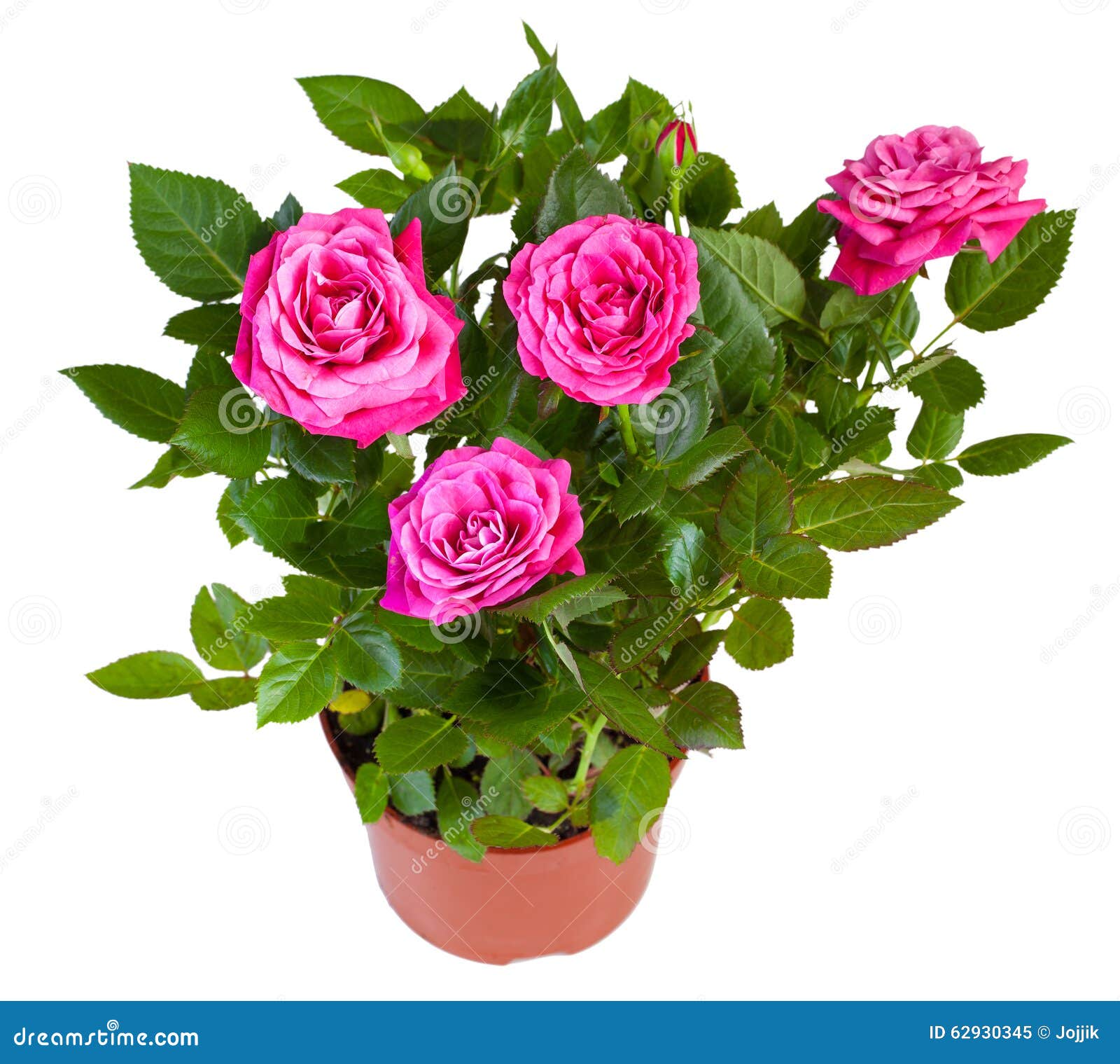 Planta De Florescência Da Rosa Do Rosa No Vaso De Flores Isolado No Branco  Imagem de Stock - Imagem de decorativo, imagem: 62930345