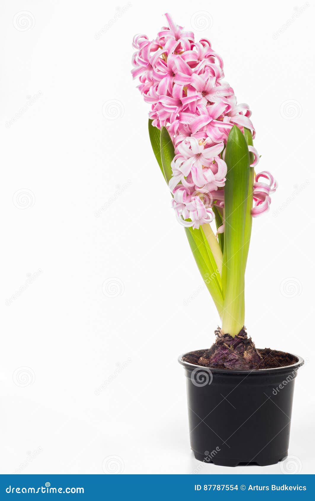 Planta De Hyacinthus, Jacinto, Flor Bulbosa Da Mola Na Flor Com Foto de  Stock - Imagem de grupo, quadro: 87787554