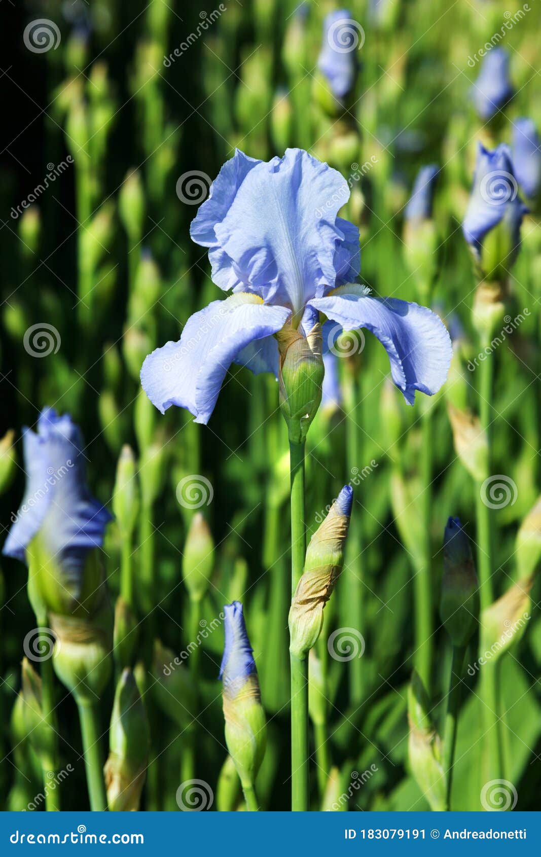 Planta De Iris Azul O índigo En Flor Imagen de archivo - Imagen de  horticultura, cubo: 183079191