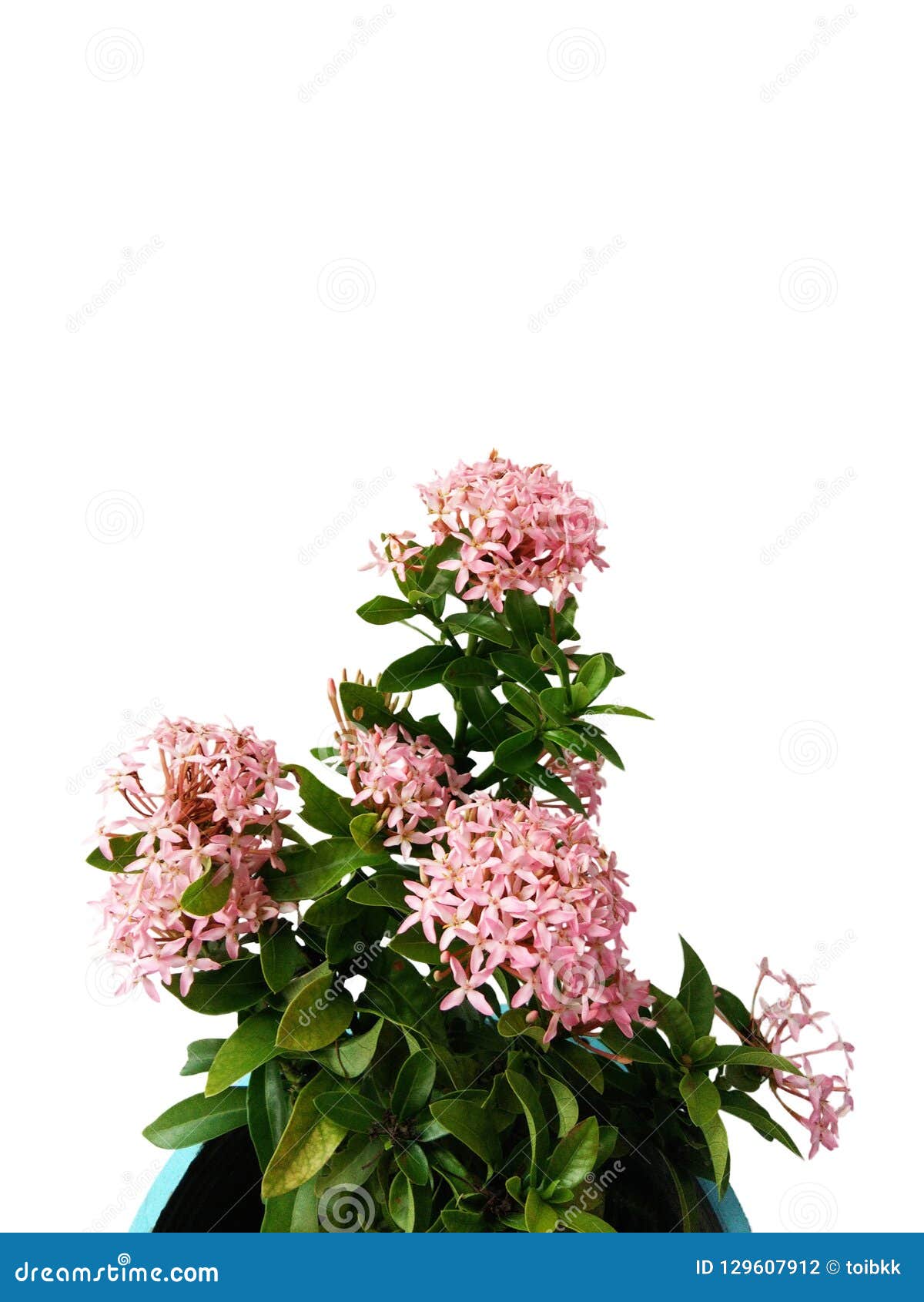 Planta De Ixora Con Las Flores Del Rosa Del Flor Foto de archivo - Imagen  de planta, cubo: 129607912