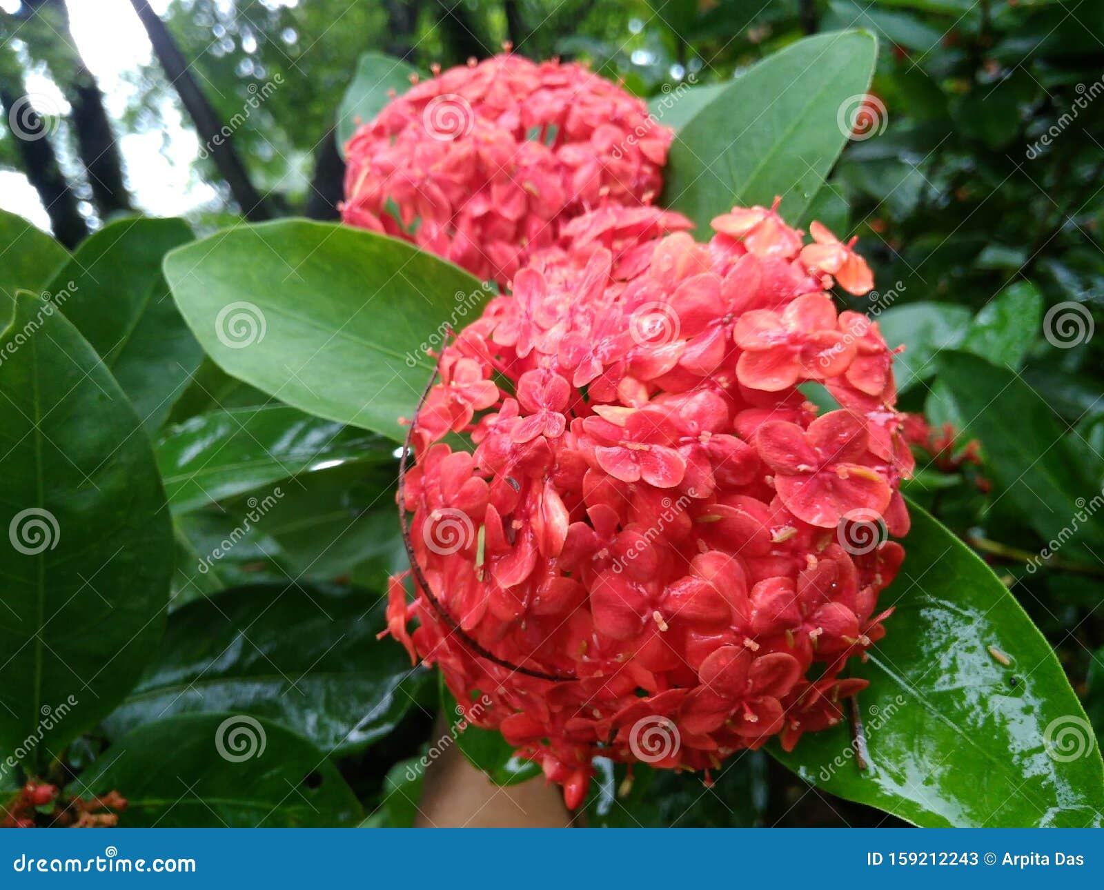 Planta De Ixora Roja. Un Tipo De Ramo De Flores Imagen de archivo - Imagen  de bueno, india: 159212243