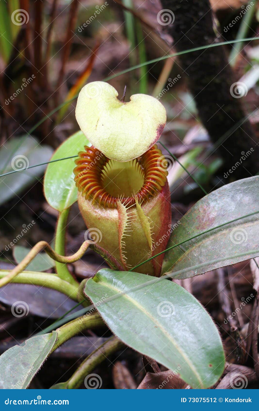 Planta De Jarra Nepenthes Villosa Foto de archivo Imagen de