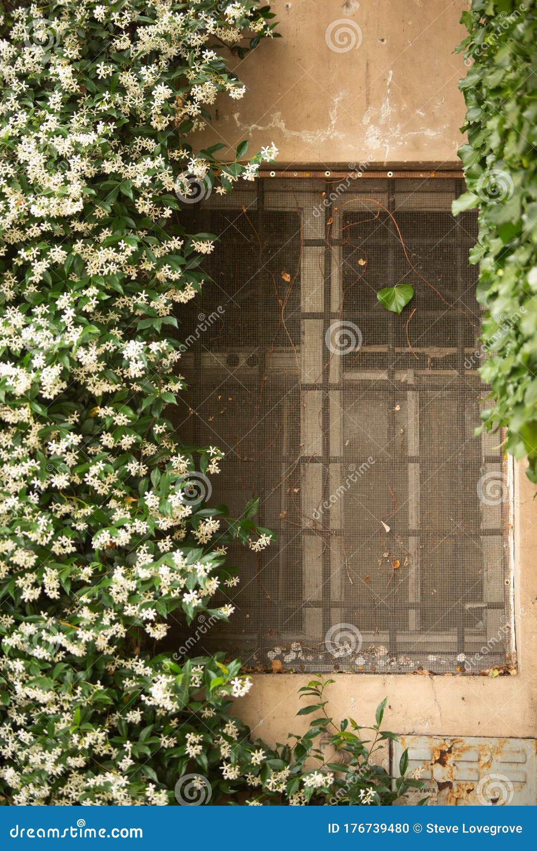 Planta de jasmim em flor foto de stock. Imagem de parede - 176739480