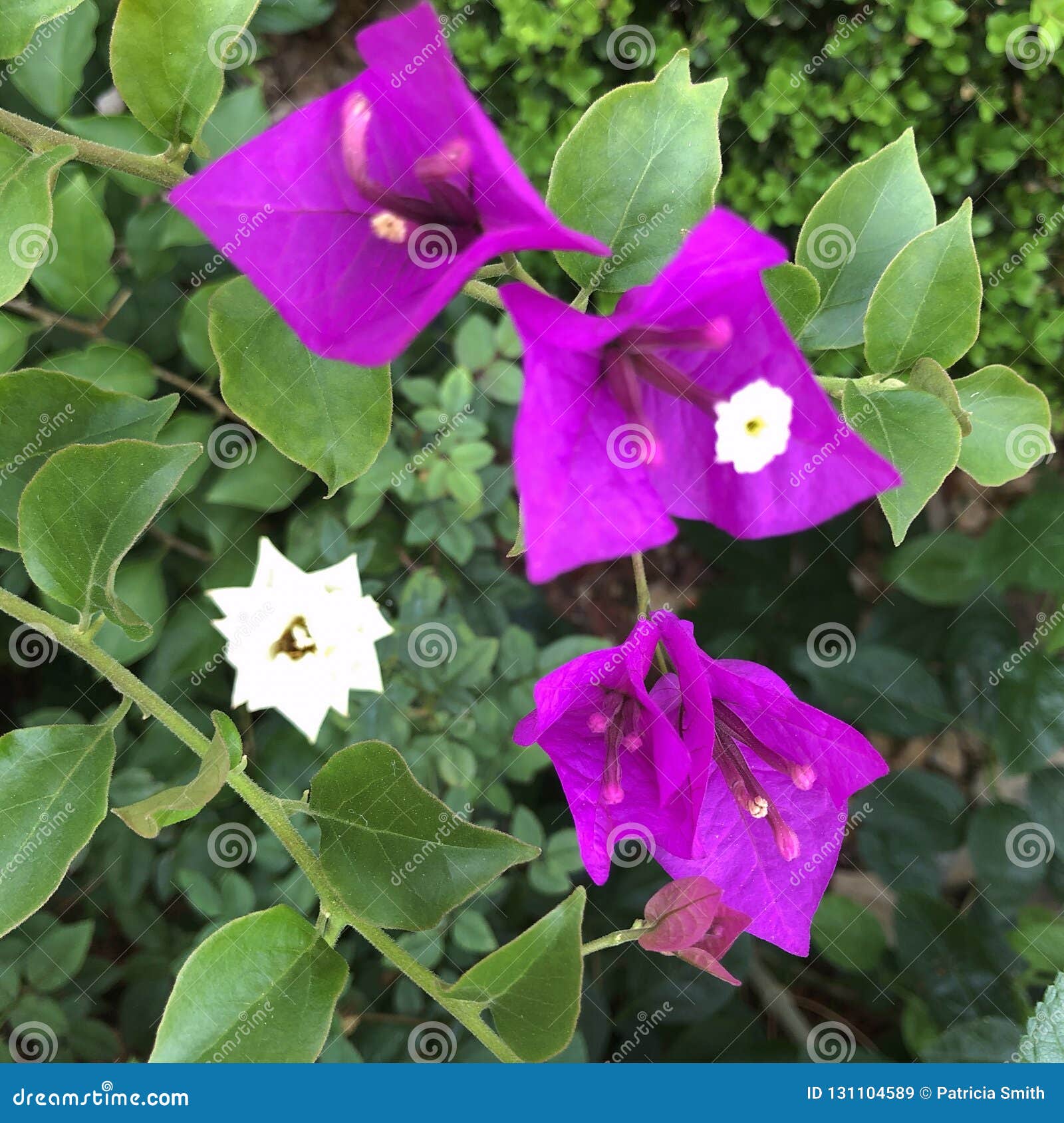Planta De La Buganvilla En Missouri Imagen de archivo - Imagen de misuri,  verde: 131104589, image size:1600x1689