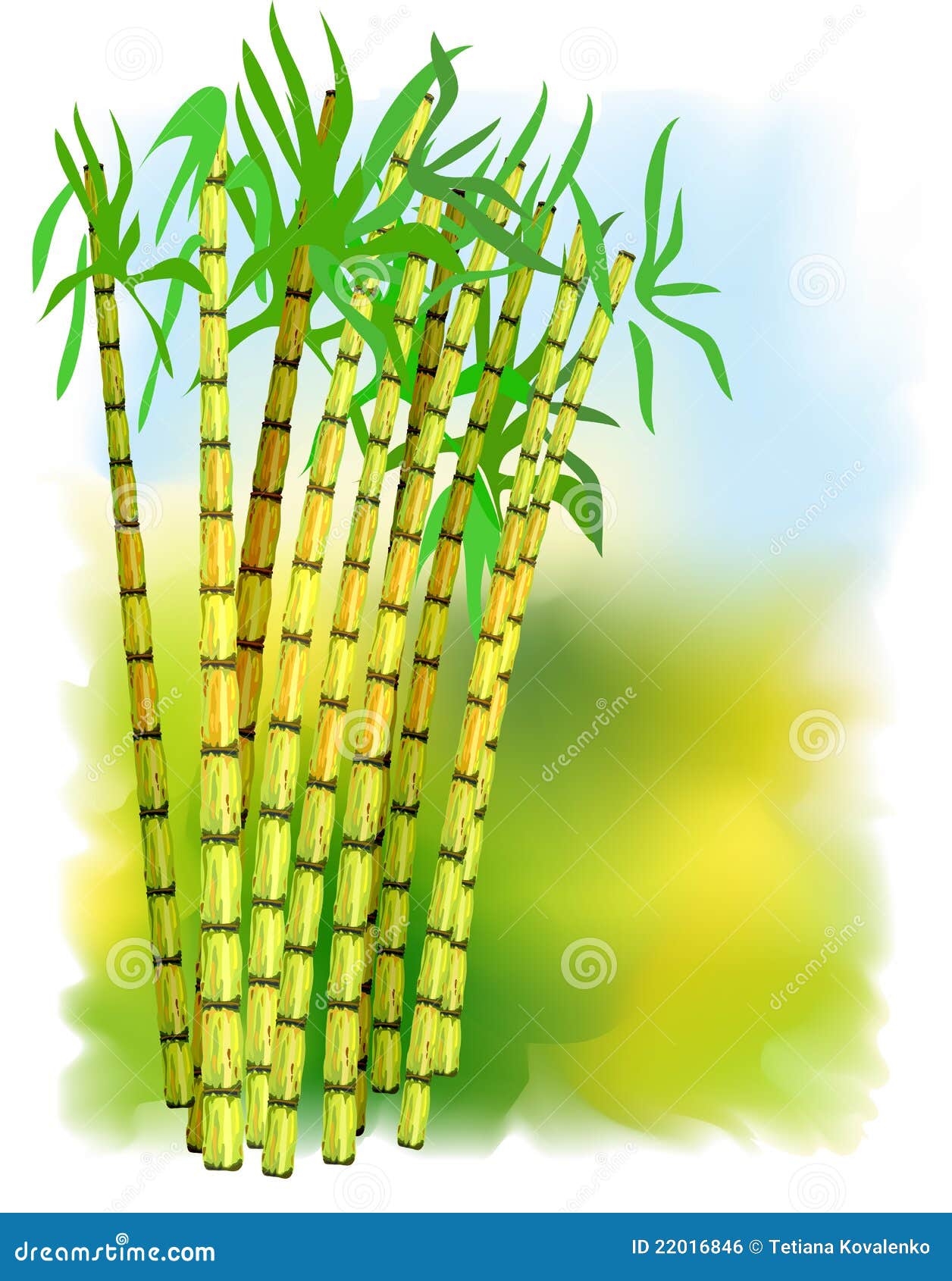 Planta De La Caña De Azúcar. Ilustración del Vector - Ilustración de