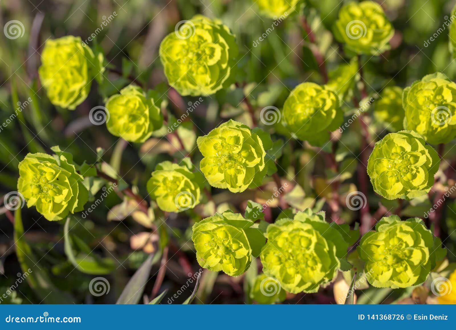 Planta De La Flor Salvaje En Nombre Del Latín De La Naturaleza: Helioscopia Del Euforbio Foto de archivo - Imagen de sunlight, verano: 141368726 Planta De La Flor Salvaje En Nombre Del Latín De La Naturaleza: Helioscopia Del Euforbio Foto de archivo - Imagen de sunlight, verano: 141368726