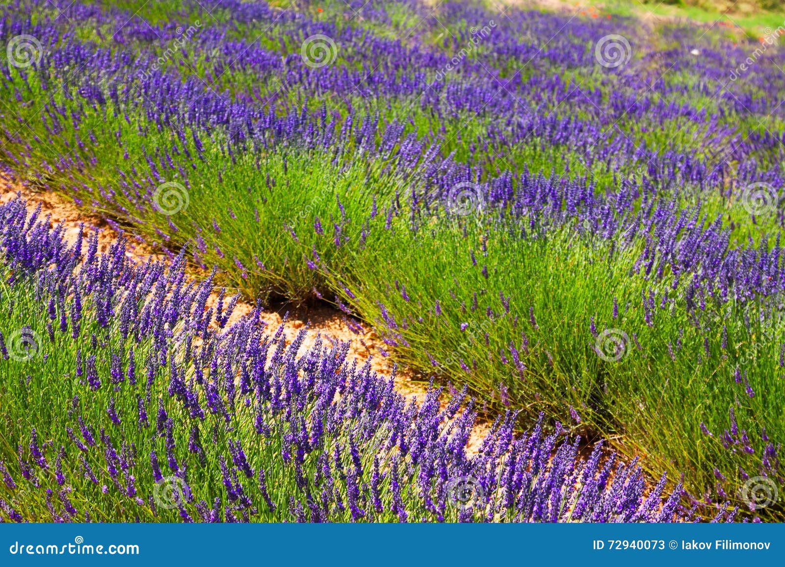 Planta de la lavanda azul imagen de archivo. Imagen de industria - 72940073