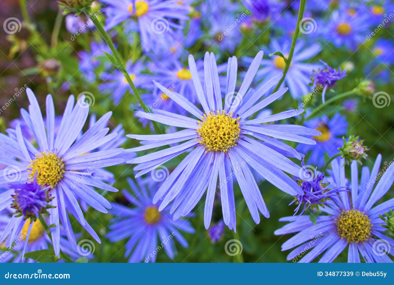 Planta De La Margarita Azul. Imagen de archivo Imagen de familia, verano 34877339