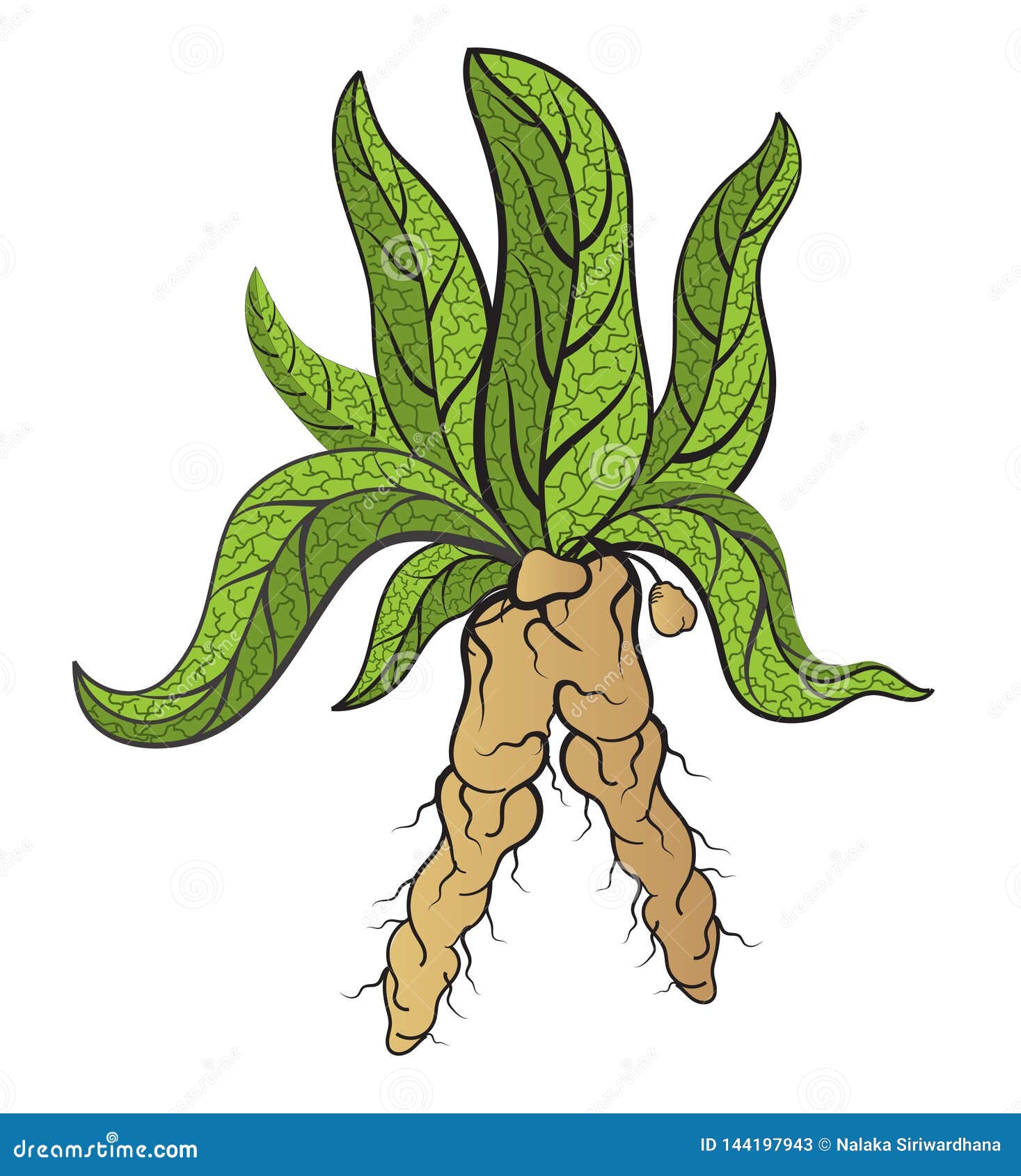 Vetores de Ilustração De Aquarela Da Planta De Mandrake e mais