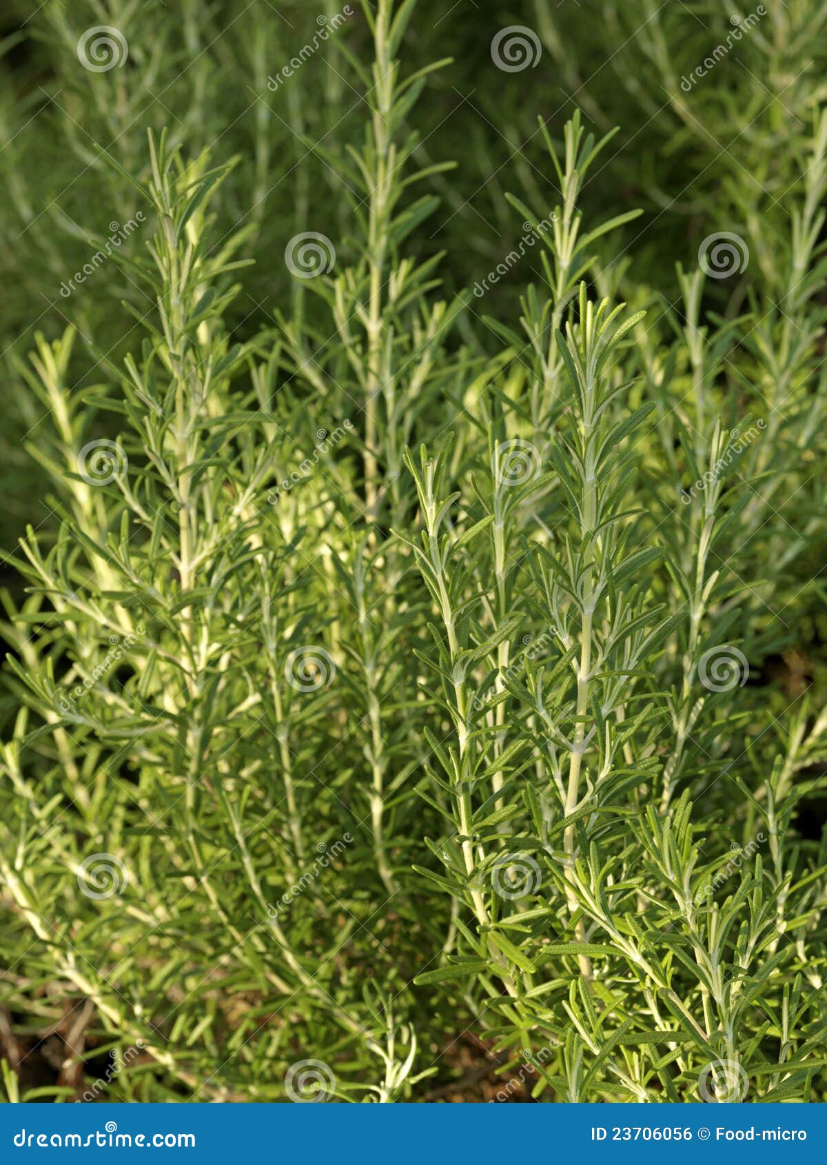Planta de Rosemary foto de archivo. Imagen de estilo 23706056