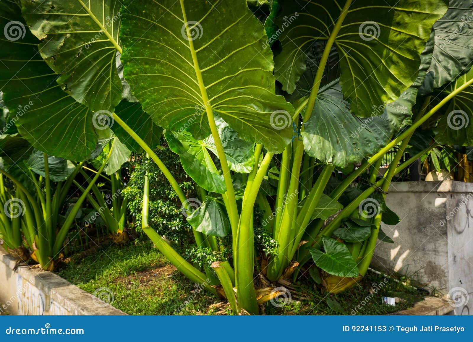 Planta De Taro Com Folhas Grandes Bogor Recolhido Foto Indonésia Imagem de  Stock - Imagem de verde, limpo: 92241153