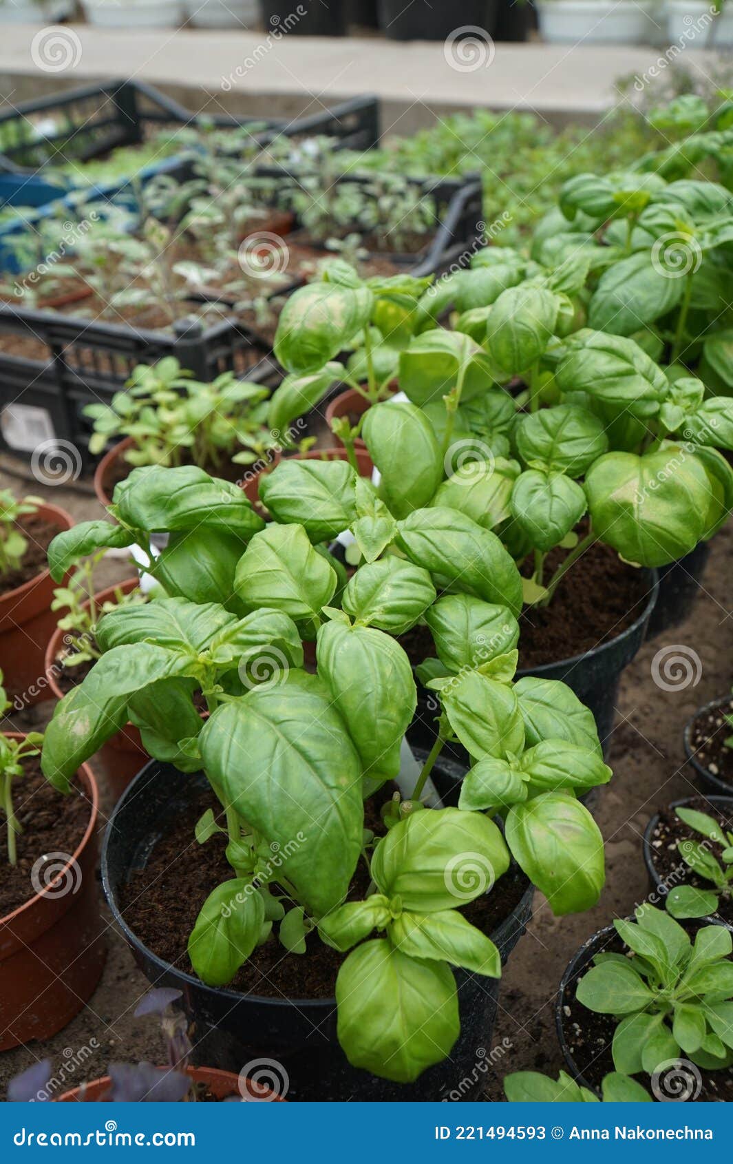 Planta De Tempero Genoese Basilicum Genovese Num Vaso Imagem de Stock