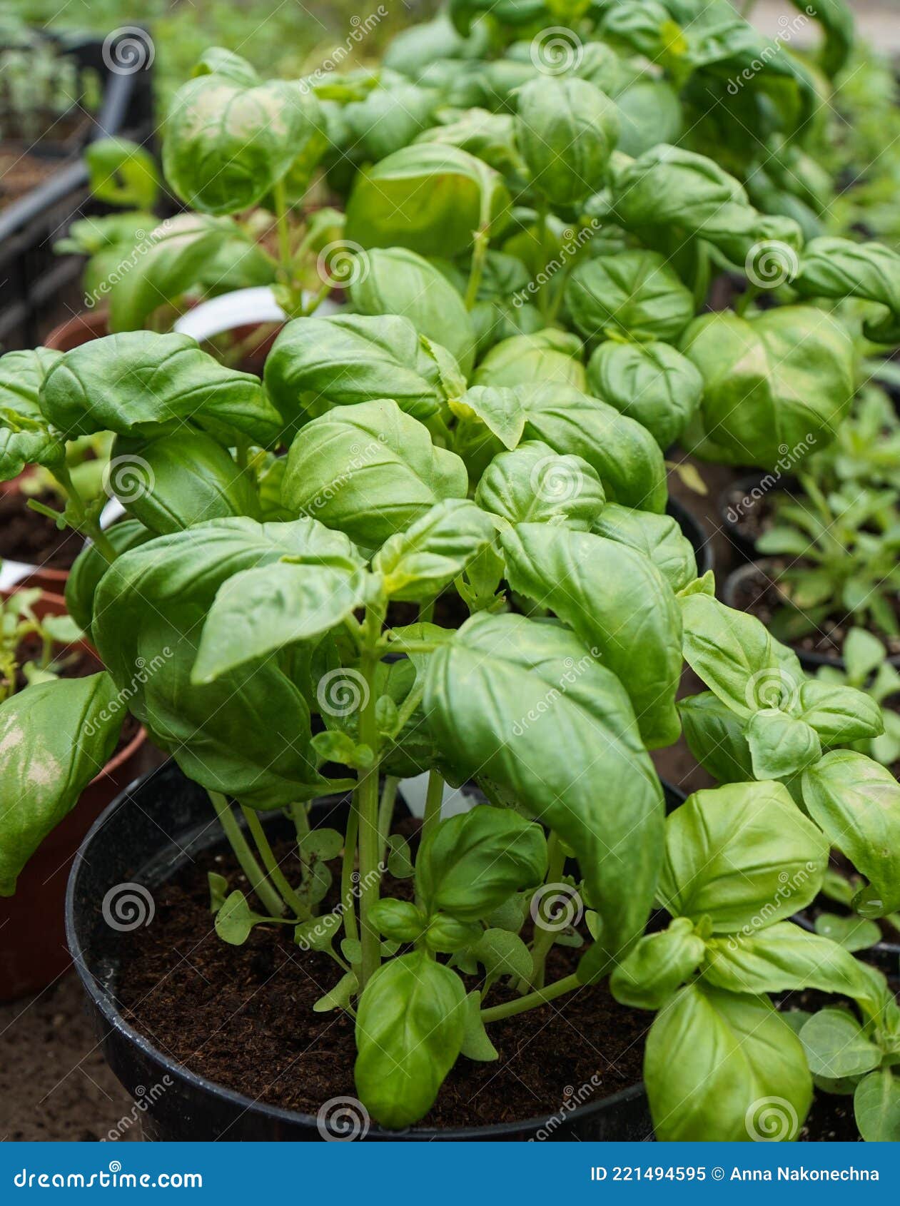 Planta De Tempero Genoese Basilicum Genovese Num Vaso Imagem de Stock