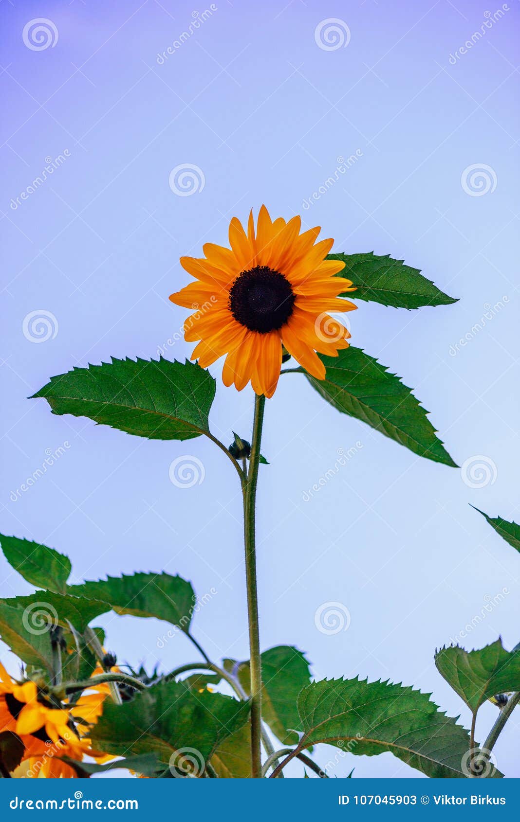 Planta De Uma Flor De Um Girassol Com Folhas Da Laranja E Um Preto Imagem de  Stock - Imagem de girassol, flor: 107045903