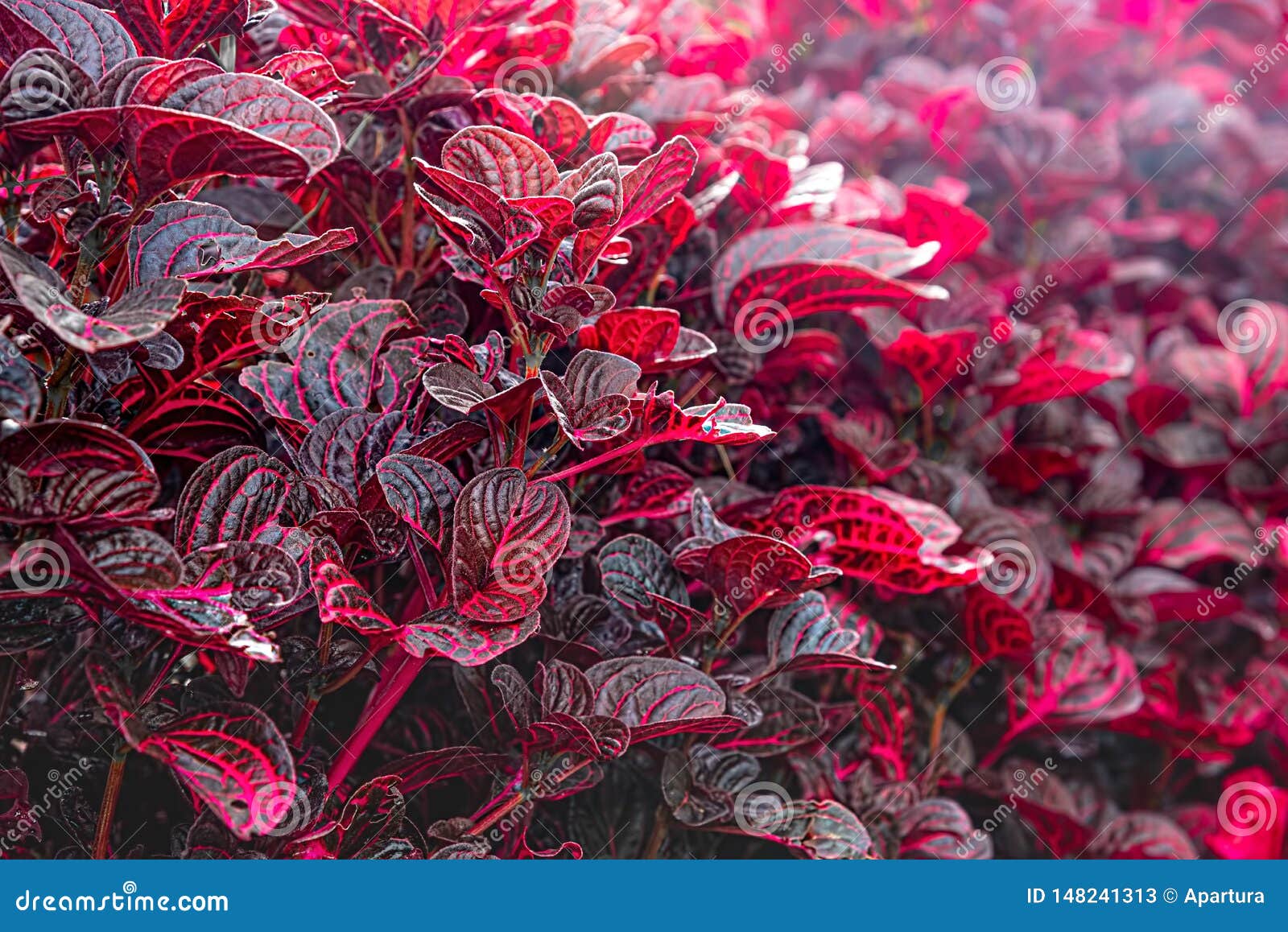 Planta Decorativa Vermelha De Bloodleaf Folhas Vermelhas Do Herbstii Do  Iresine Imagem de Stock - Imagem de erva, moela: 148241313