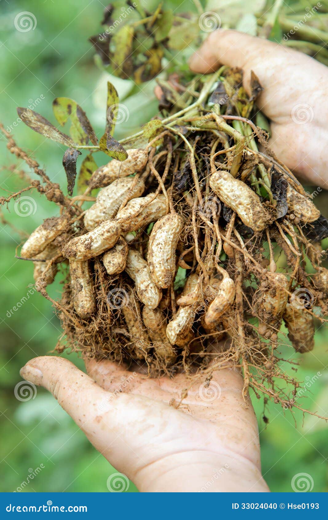 Planta Del Cacahuete En Manos Foto de archivo - Imagen de crecimiento