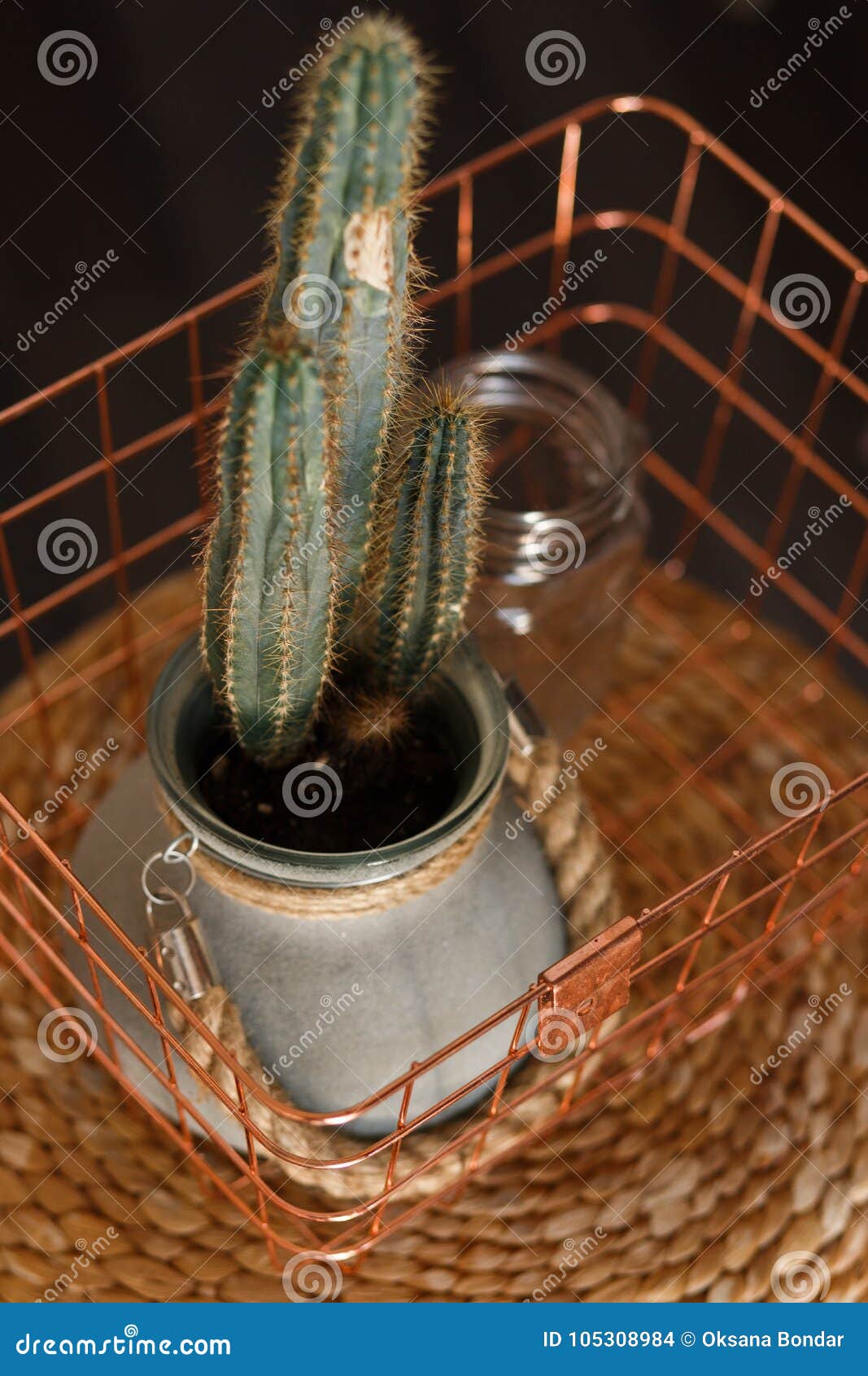 Cesta de cactus 