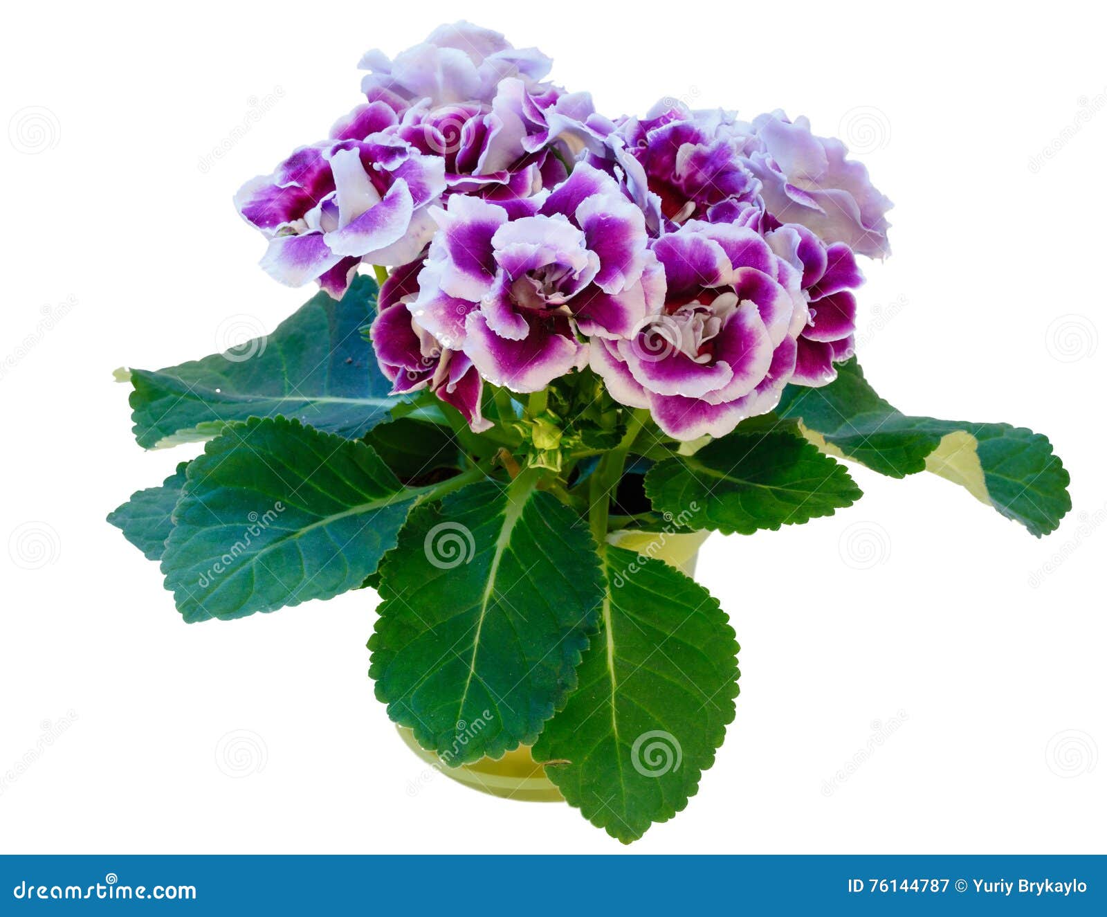 Planta Del Gloxinia Con Las Flores Violeta-blancas Aisladas En Blanco  Imagen de archivo - Imagen de planta, flor: 76144787