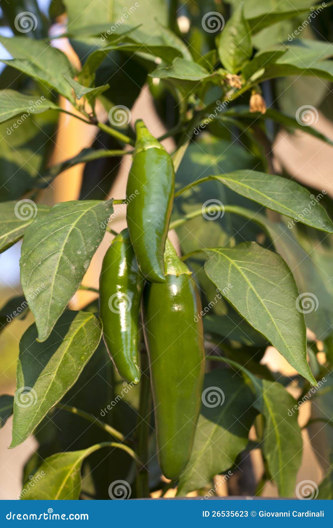 Planta del Jalapeno imagen de archivo. Imagen de chile - 26535623