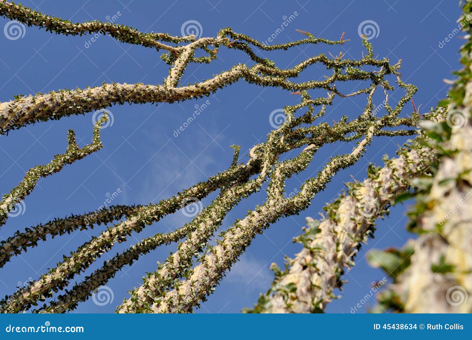 Planta del Ocotillo foto de archivo. Imagen de naturalizado 45438634