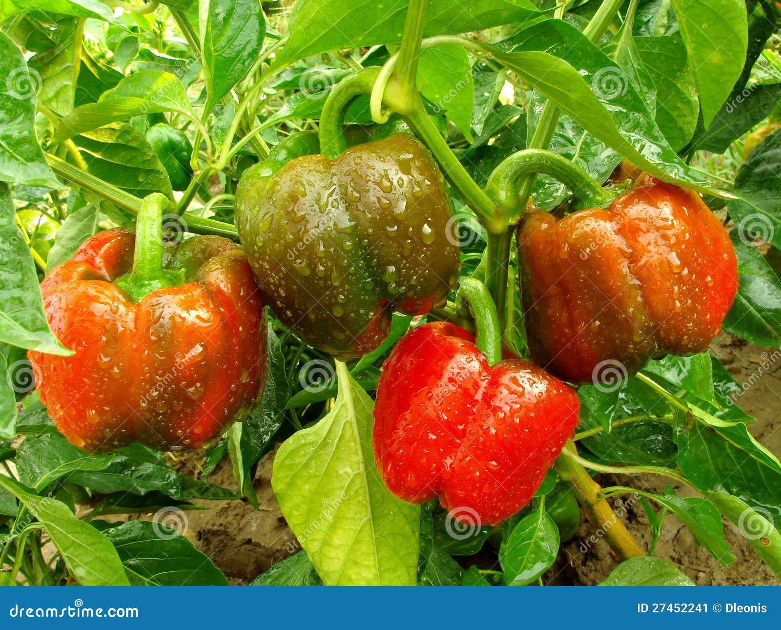 Planta del paprika imagen de archivo. Imagen de cubo 27452241