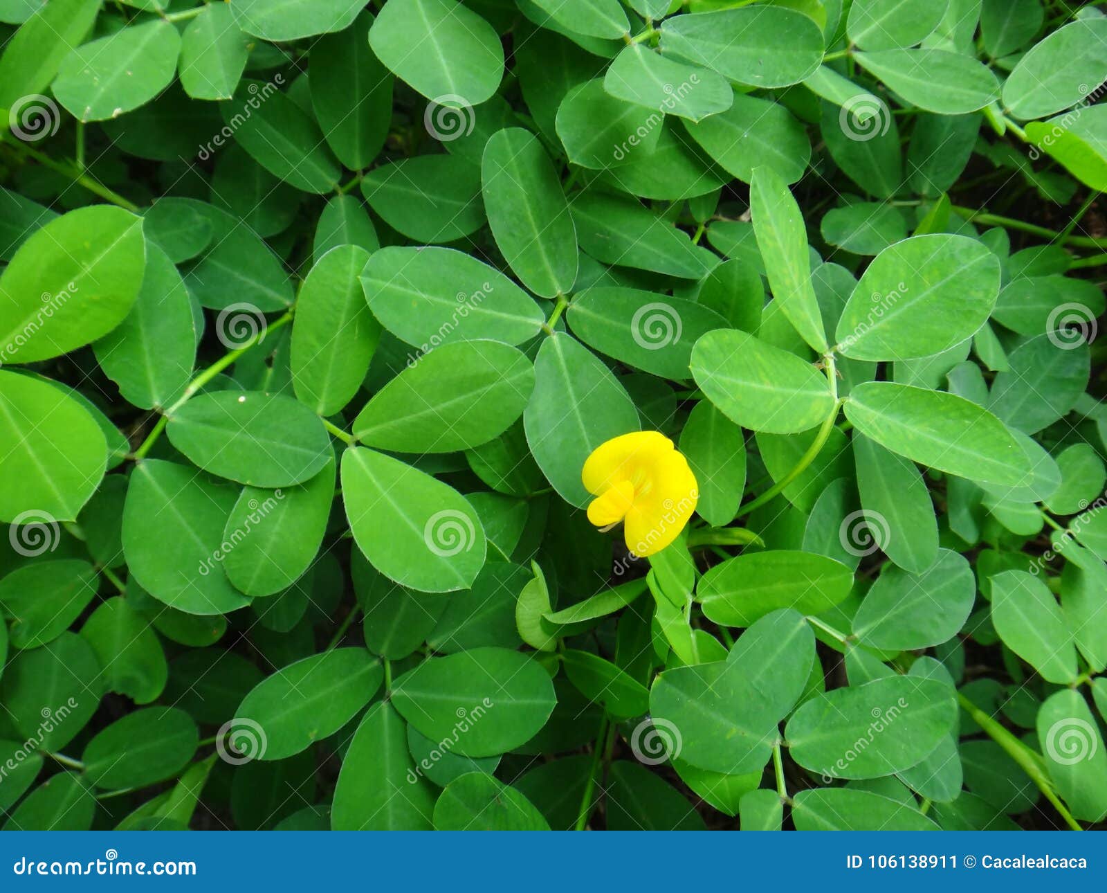 Planta Do Amendoim Do Rastejamento Com a Flor Amarela Pequena Imagem de  Stock - Imagem de atrativo, bonito: 106138911