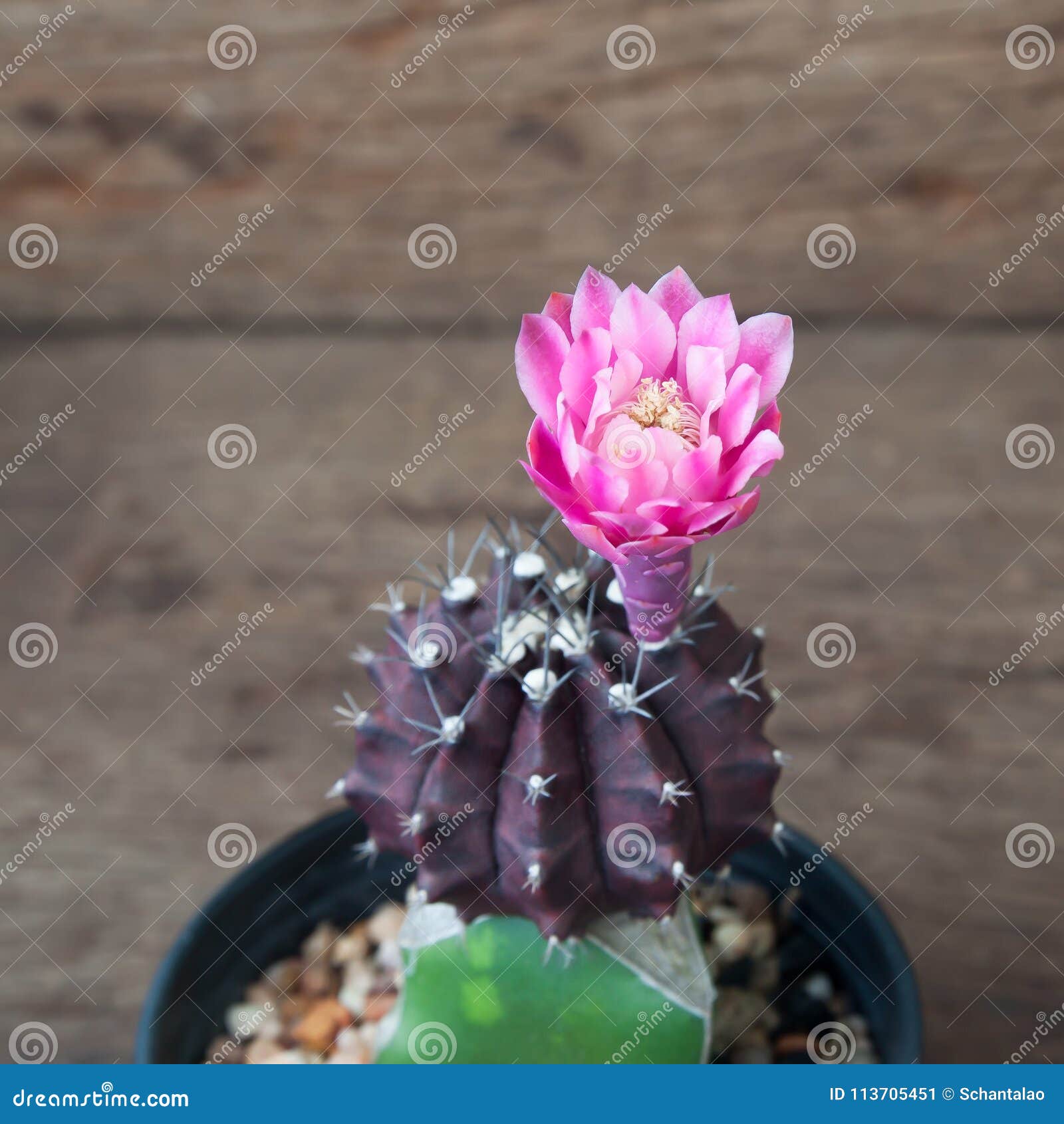 Planta Do Cacto Com a Flor De Florescência Cor-de-rosa Na Tabela De Madeira  Imagem de Stock - Imagem de espinhoso, interior: 113705451