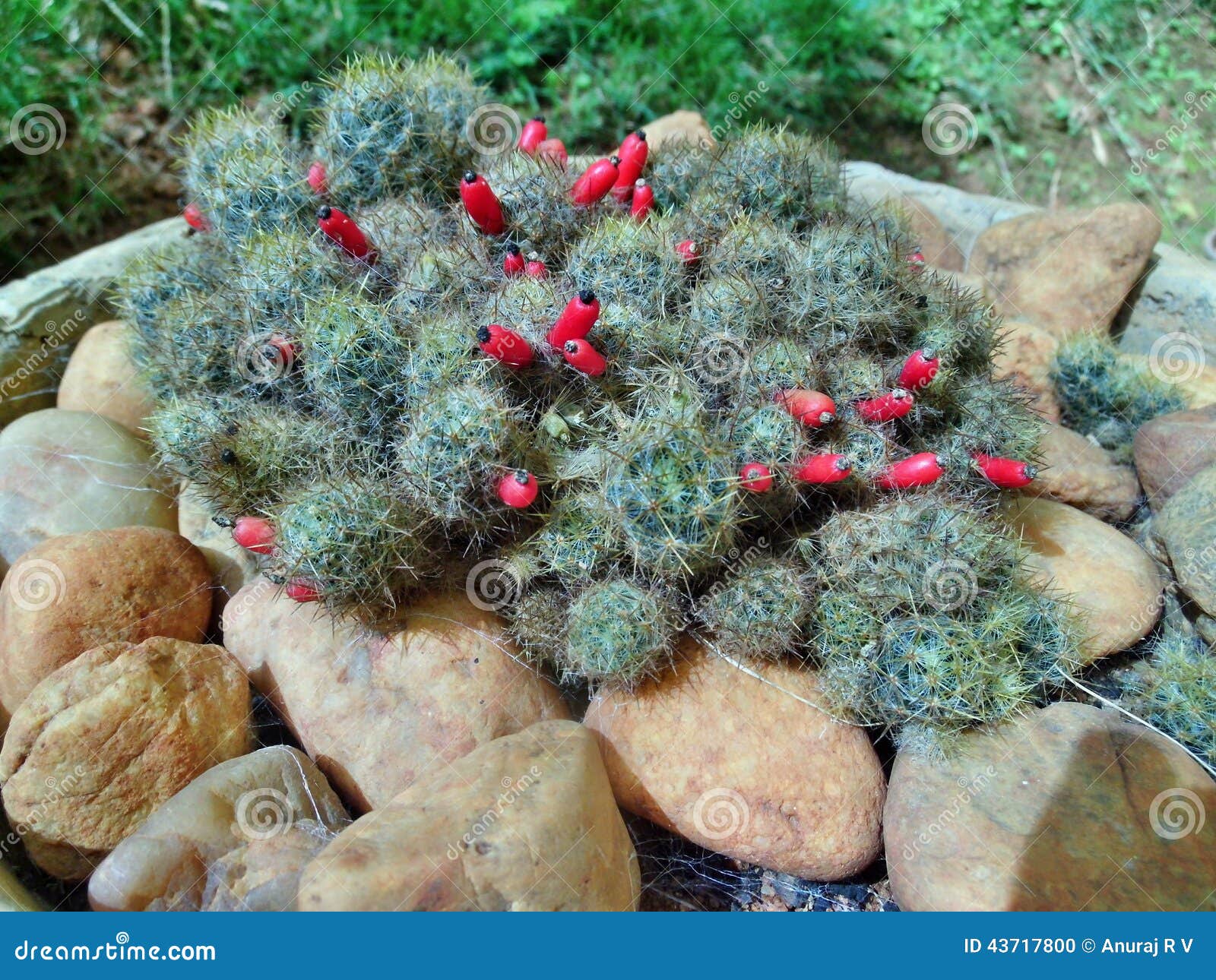 Planta Do Cacto Com Flores Vermelhas Foto de Stock - Imagem de planta,  moldado: 43717800