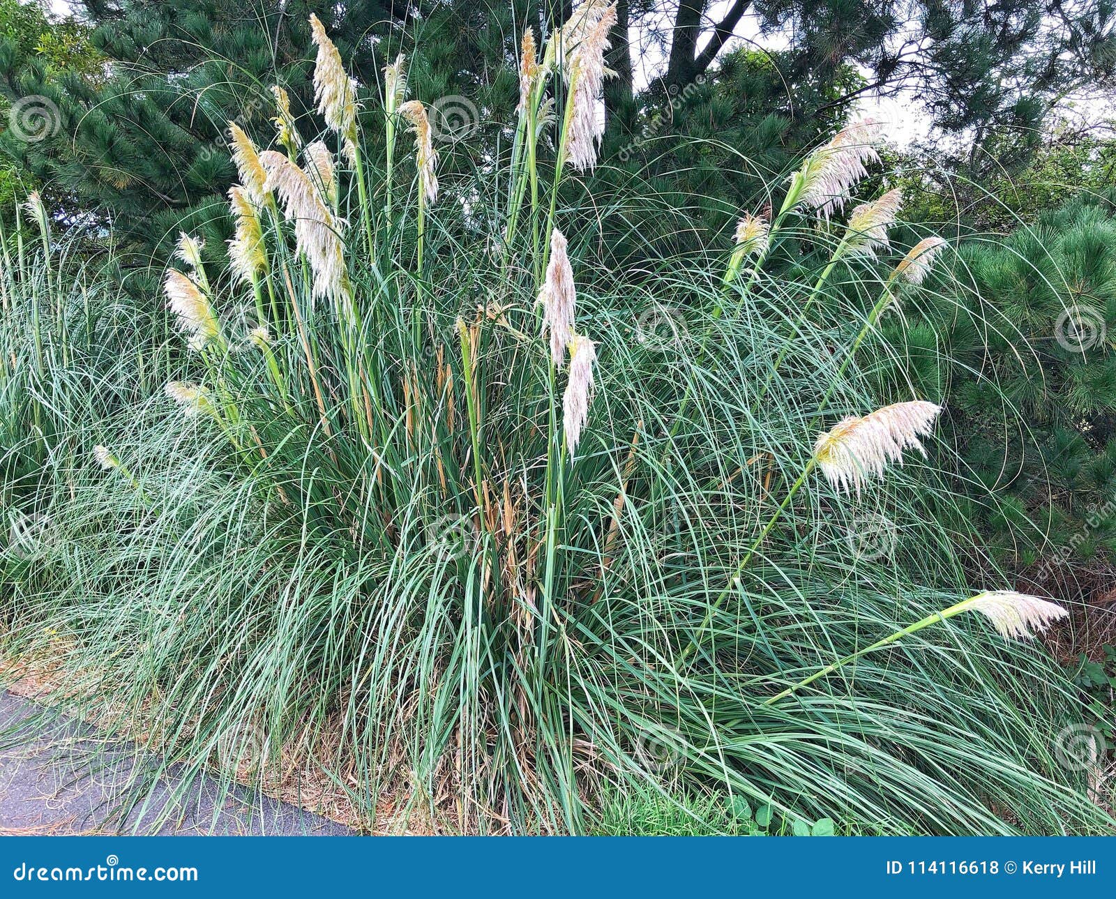 Planta Do Capim-dos-pampas Com Flores Foto de Stock - Imagem de fundo,  afiado: 114116618