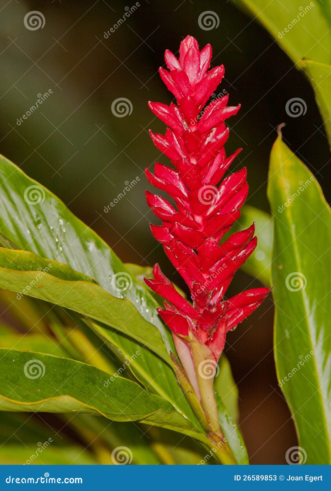 Planta Do Gengibre Vermelho Imagem de Stock - Imagem de plantas, pluma:  26589853