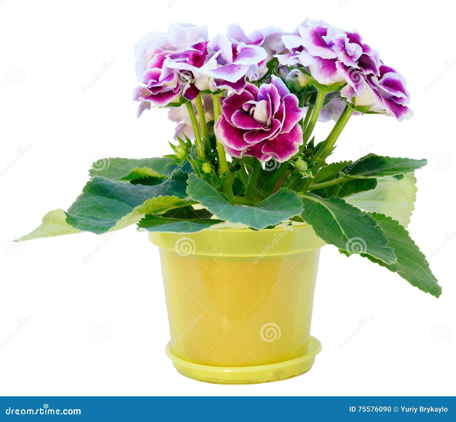 Planta Do Gloxinia Com As Flores Violeta-brancas No Branco Foto de Stock -  Imagem de janela, casa: 75576090